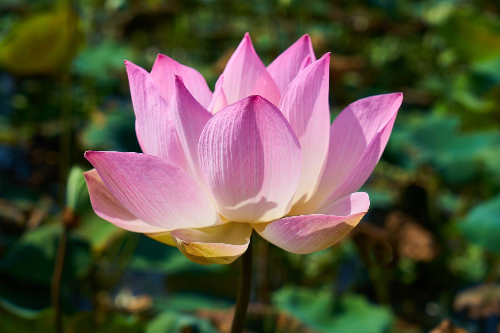 Sony a7R II sample photo. Lotus, flower, nature photography