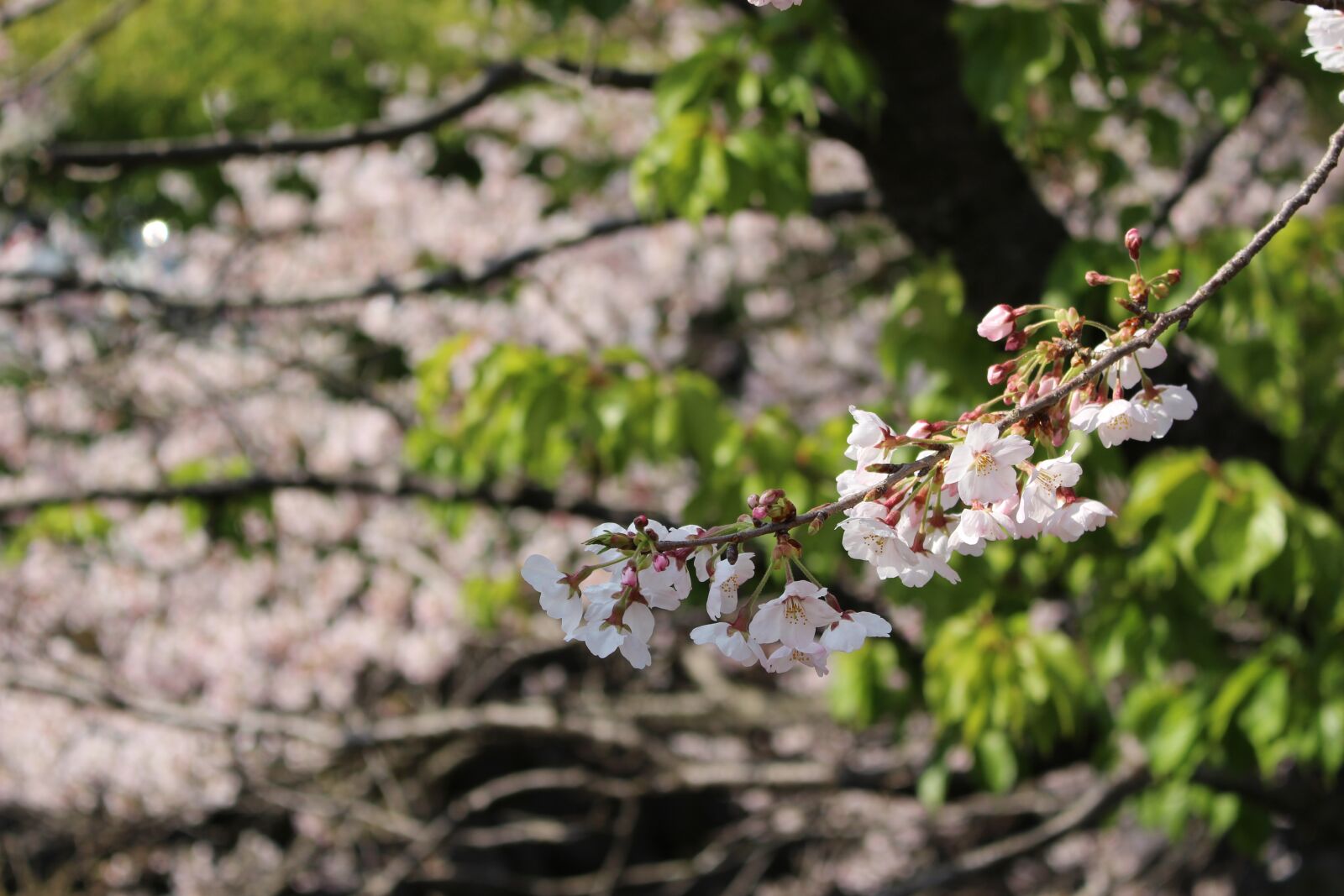 Canon EOS 100D (EOS Rebel SL1 / EOS Kiss X7) sample photo. Cherry blossoms, natural, plant photography