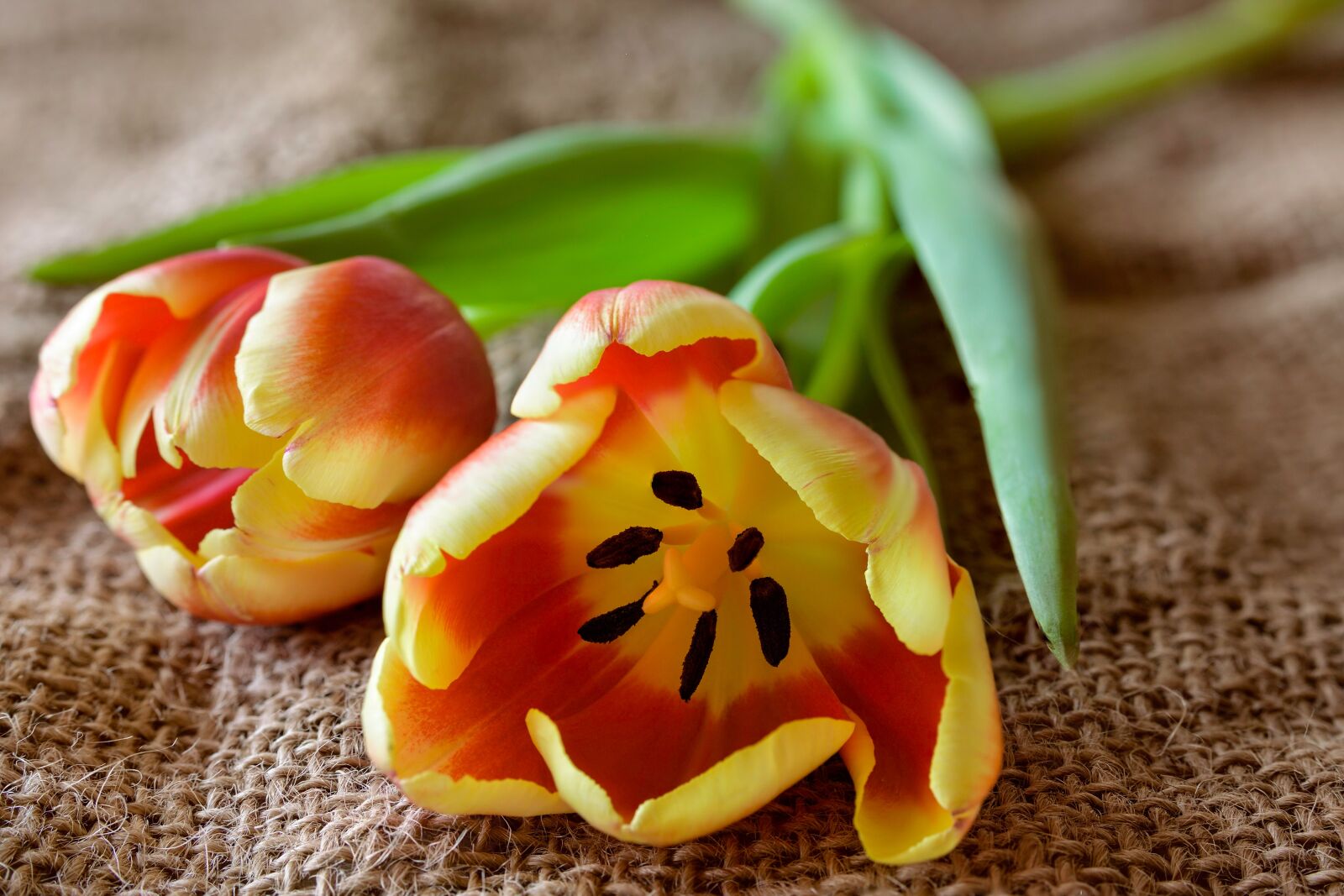 Nikon D7200 sample photo. Tulip, nature, flower photography