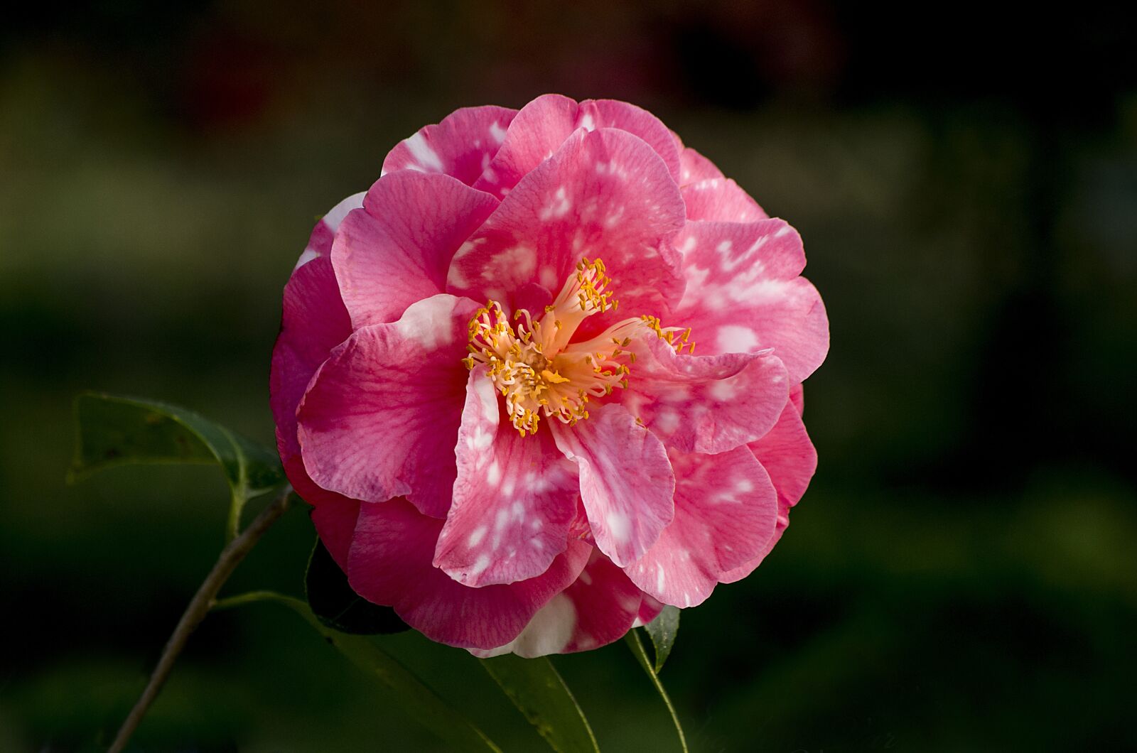 Pentax K-50 sample photo. Flower, bloom, nectar photography