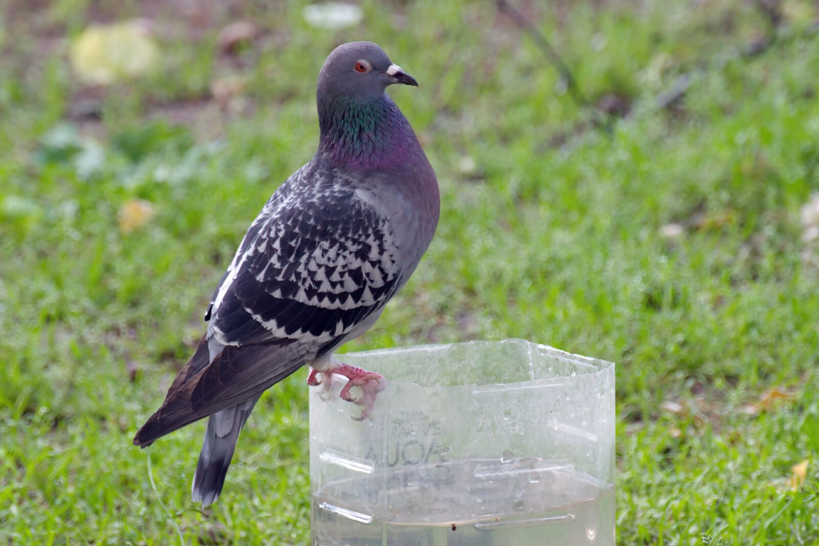 Nikon D5300 sample photo. Bird, pigeon, plumage photography