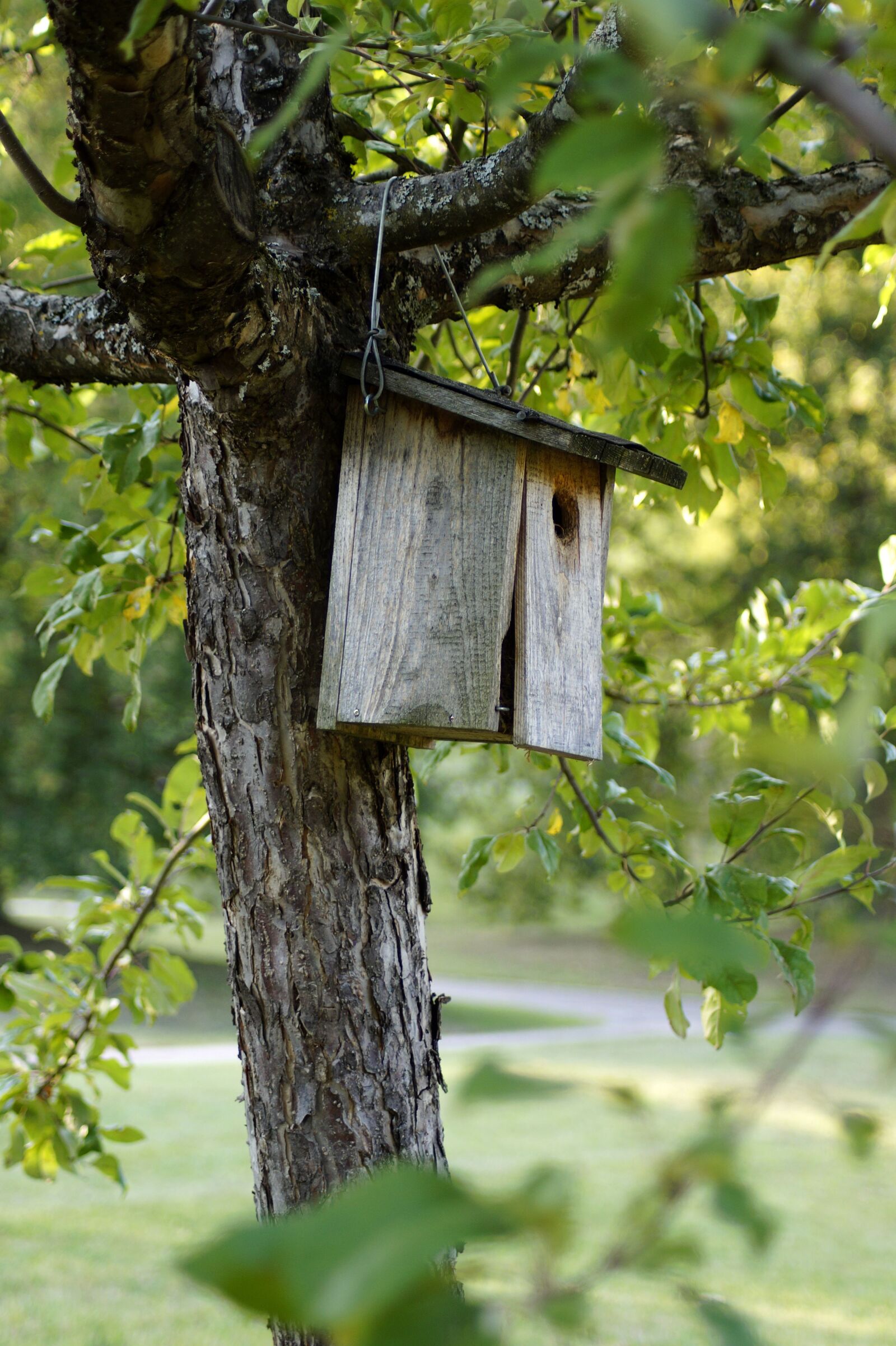 Sony SLT-A58 sample photo. Bird feeder, aviary, wood photography