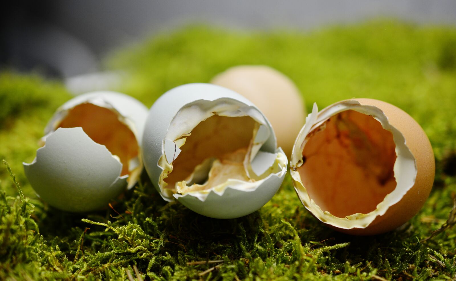 Nikon D5200 sample photo. Eggshell, hatched, broken up photography