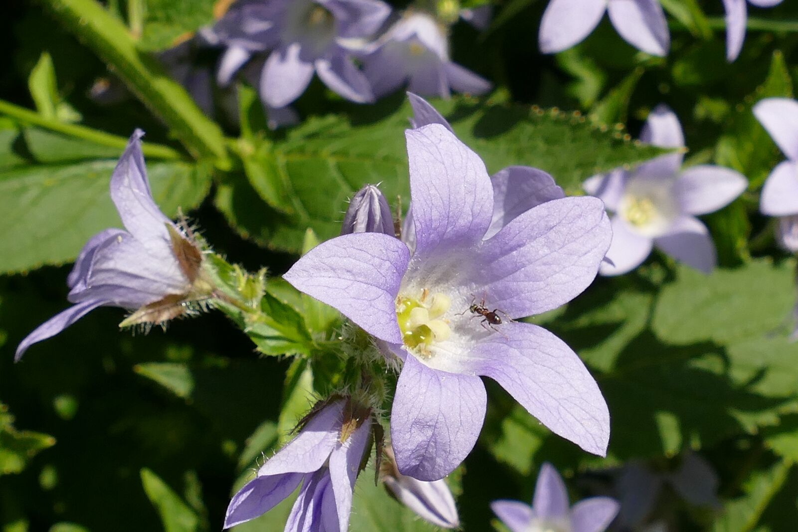 Panasonic Lumix DMC-FZ1000 sample photo. Campanula, bells flower, plant photography
