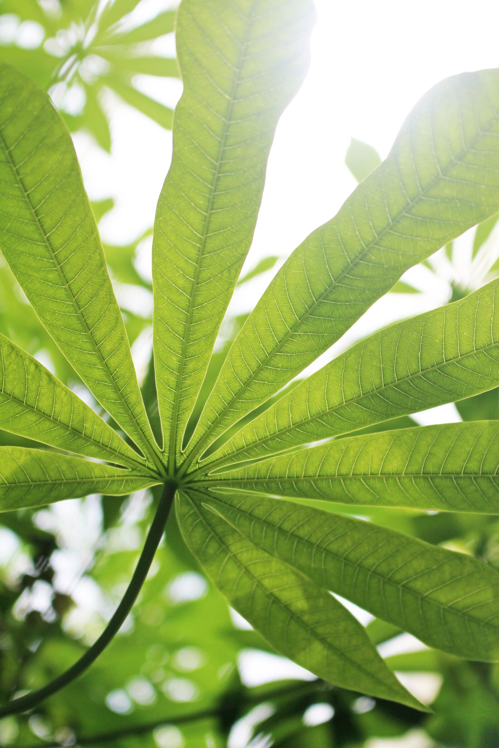 Canon EOS 700D (EOS Rebel T5i / EOS Kiss X7i) sample photo. Green, leaf, leaves photography