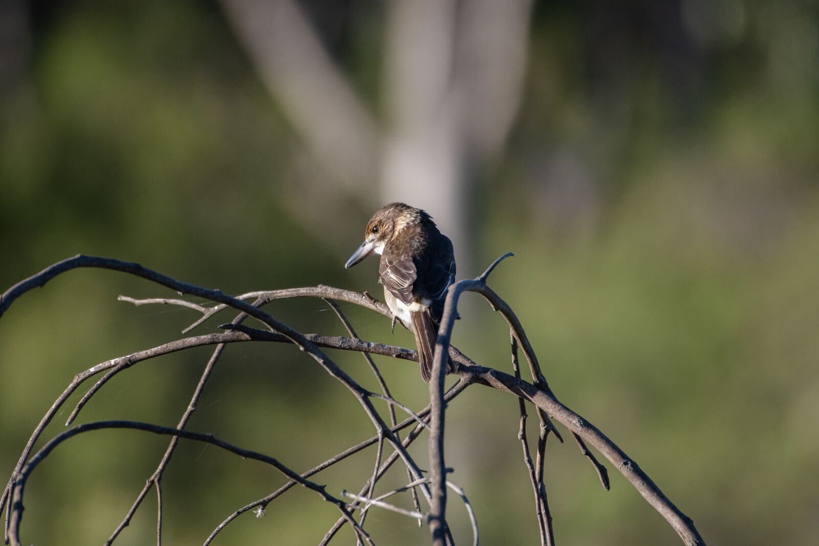 Nikon D850 sample photo. Grey butcherbird, bird, avian photography