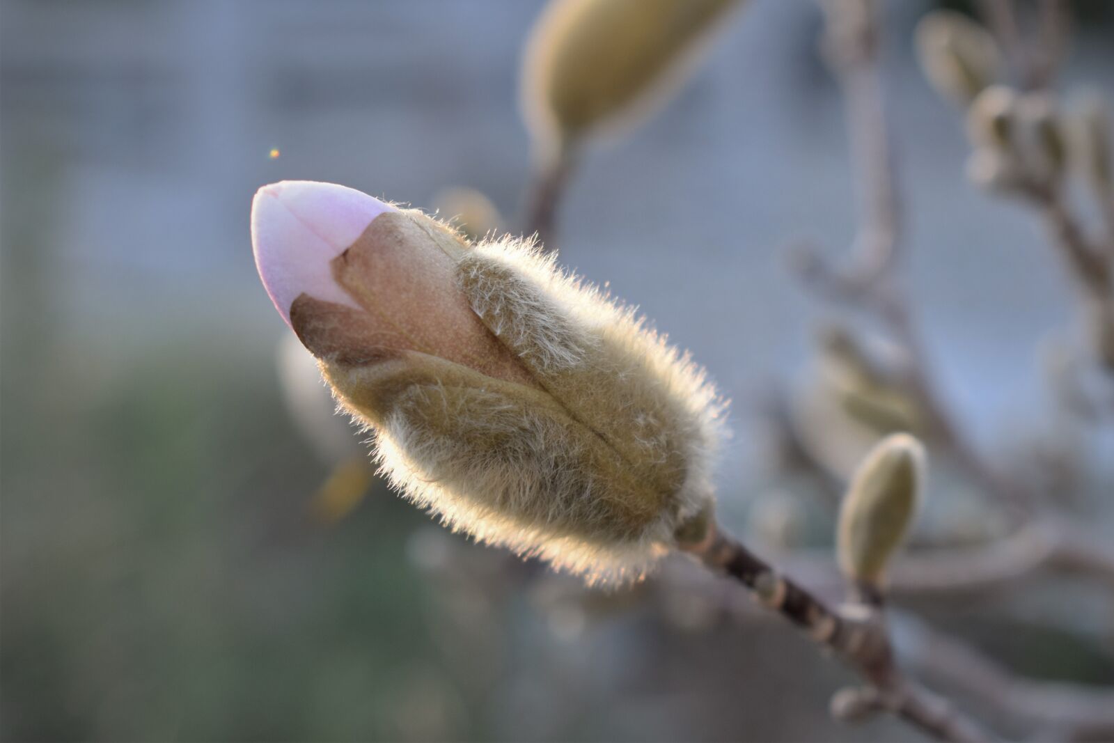 Nikon D5500 sample photo. Magnolia, close up, blossom photography