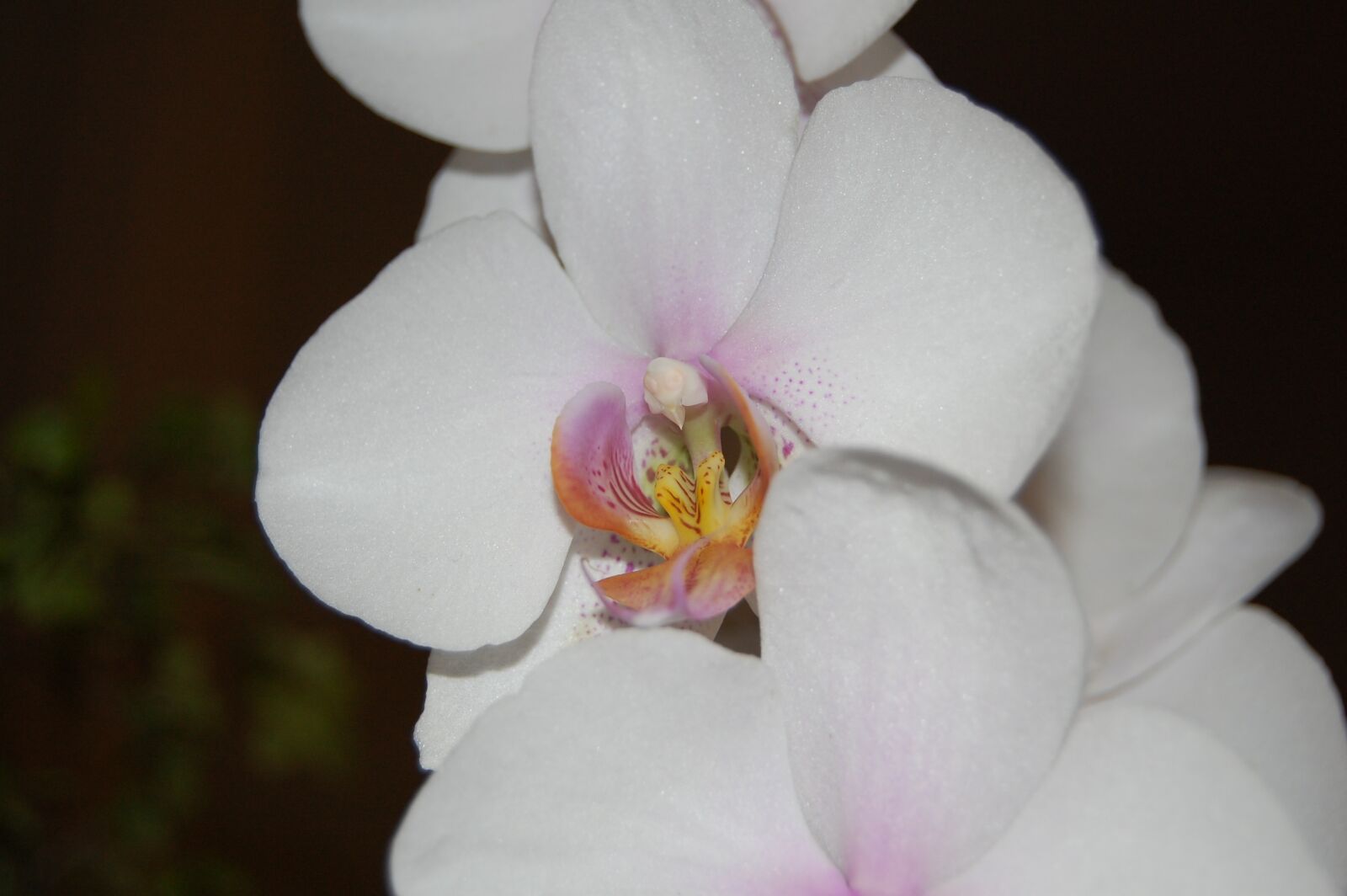 Nikon D40 sample photo. Orchid, plant, bloom photography