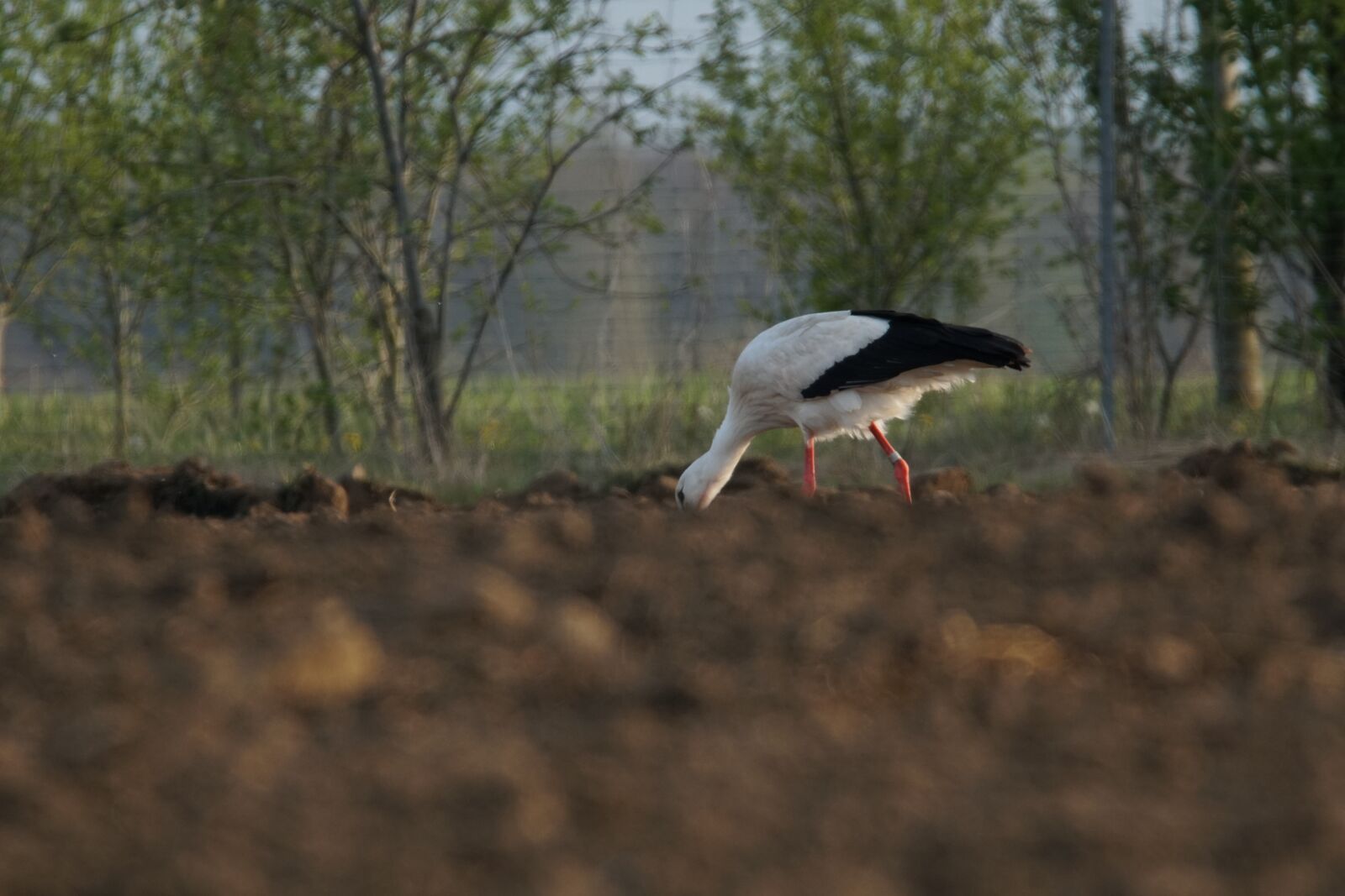 Sony a6500 sample photo. Adebar, stork, wildlife photography