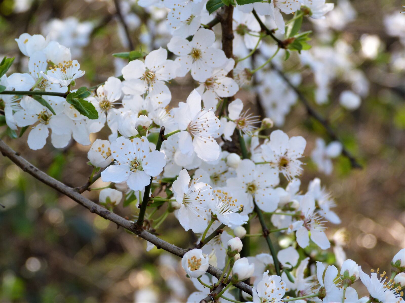 Panasonic Lumix DMC-FZ40 (Lumix DMC-FZ45) sample photo. Blossom, white, spring photography