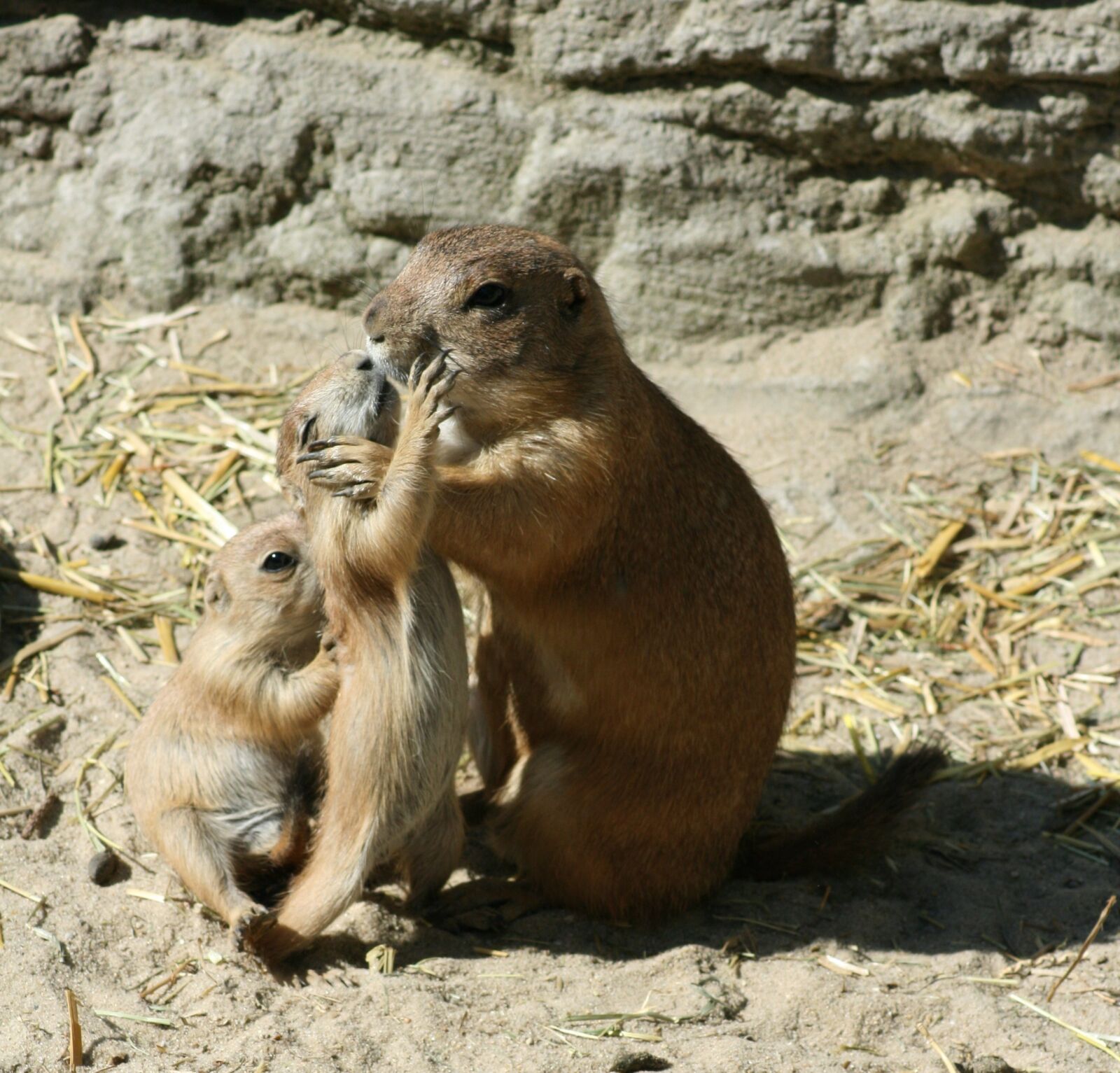 Canon EOS 400D (EOS Digital Rebel XTi / EOS Kiss Digital X) sample photo. Prairie dog, zoo, small photography