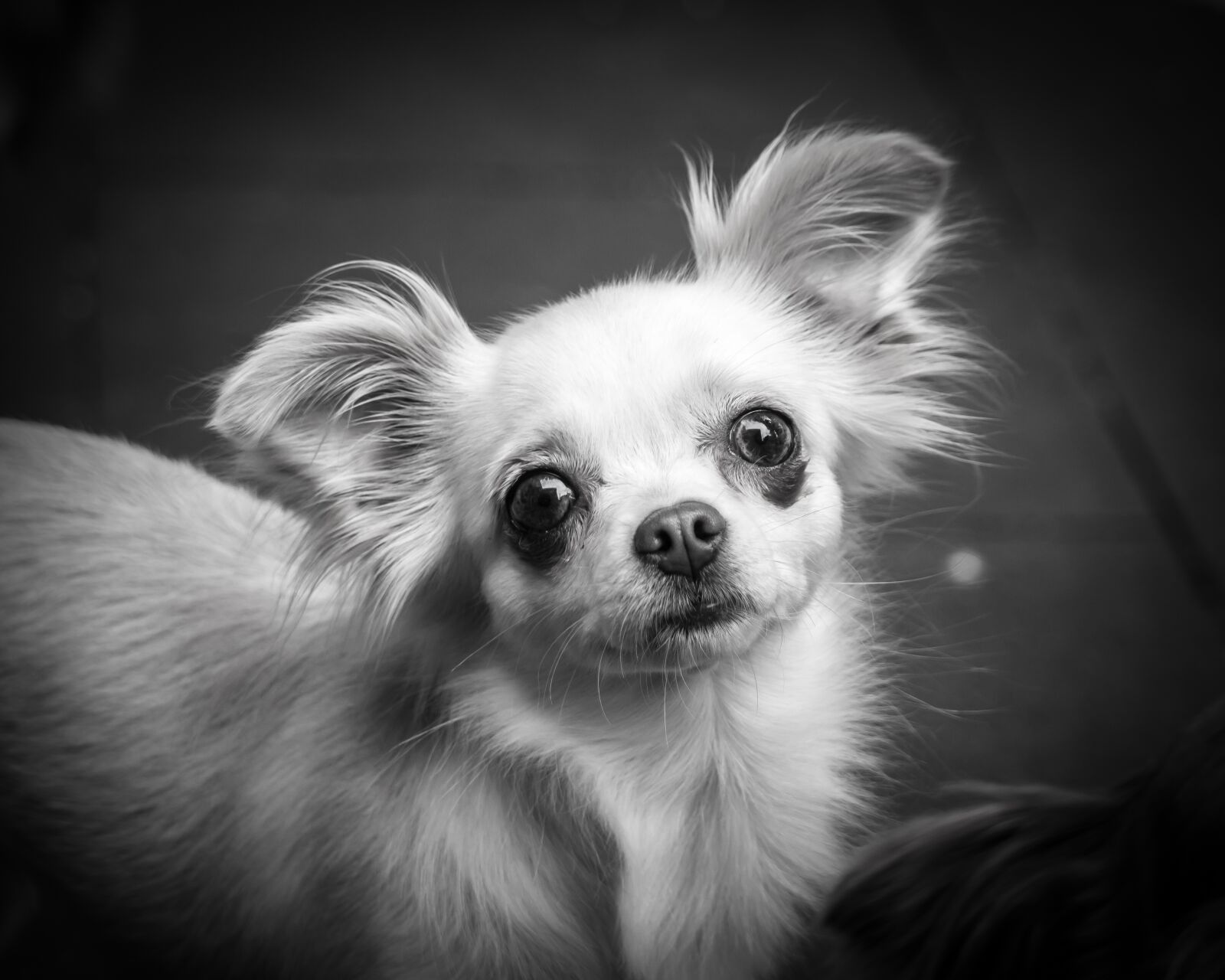 Samsung NX300M + Samsung NX 50-200mm F4-5.6 ED OIS sample photo. Chihuahua, dog, chiwawa photography