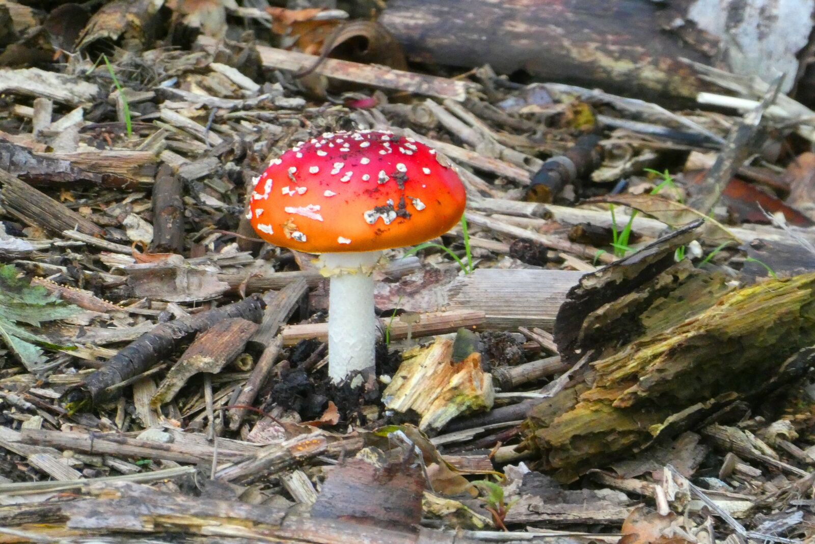 Panasonic Lumix DC-ZS70 (Lumix DC-TZ90) sample photo. Mushroom, fly agaric, autumn photography