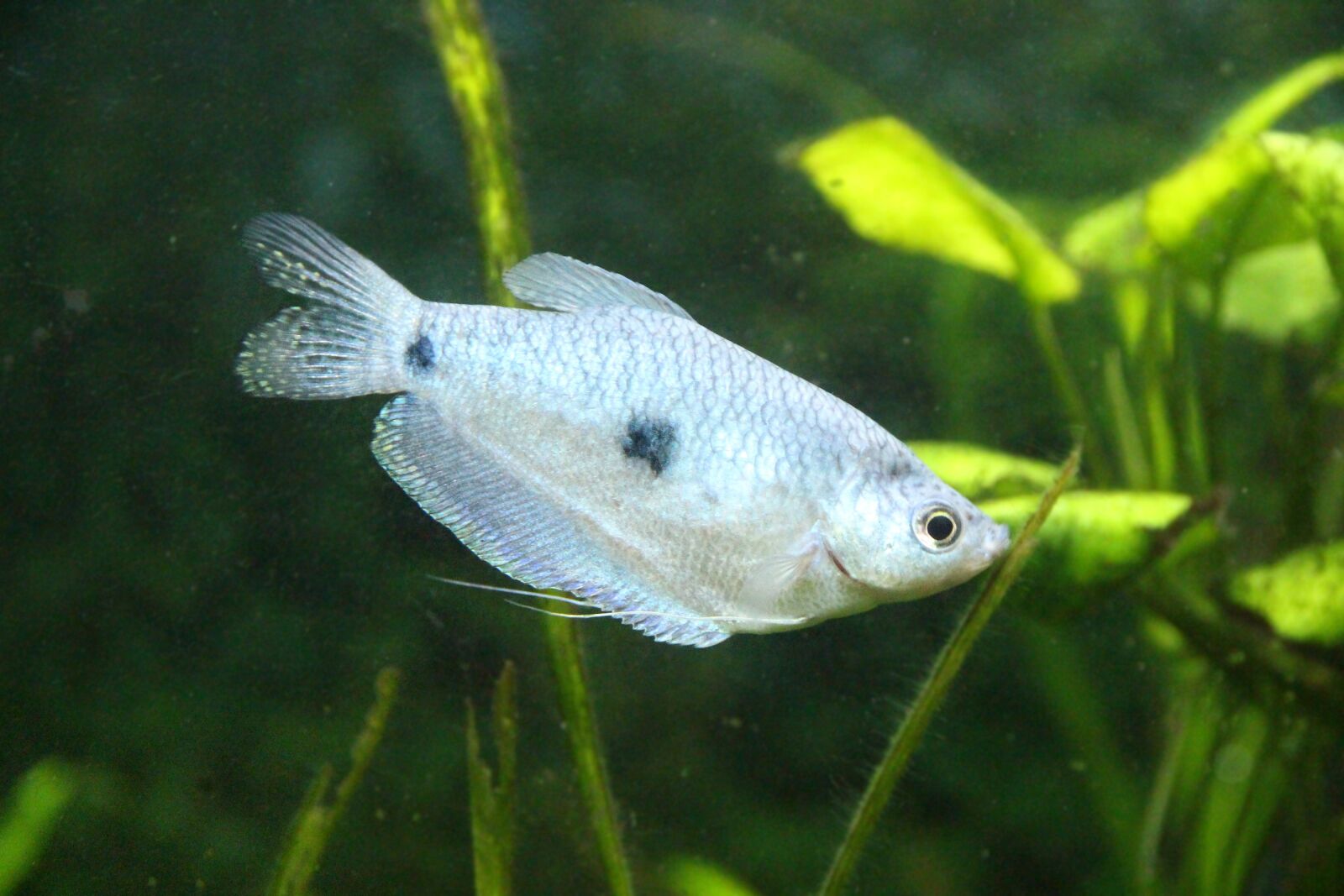 Canon EOS 650D (EOS Rebel T4i / EOS Kiss X6i) sample photo. Gourami, spotted gourami, trichogaster photography