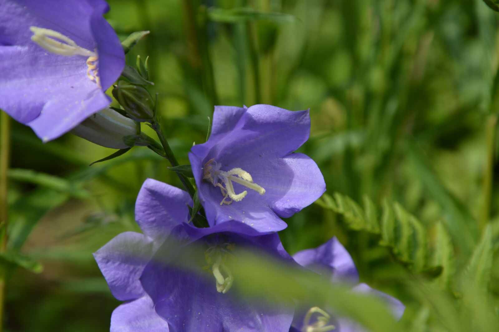 Nikon D3200 sample photo. Plant, flower, spring photography
