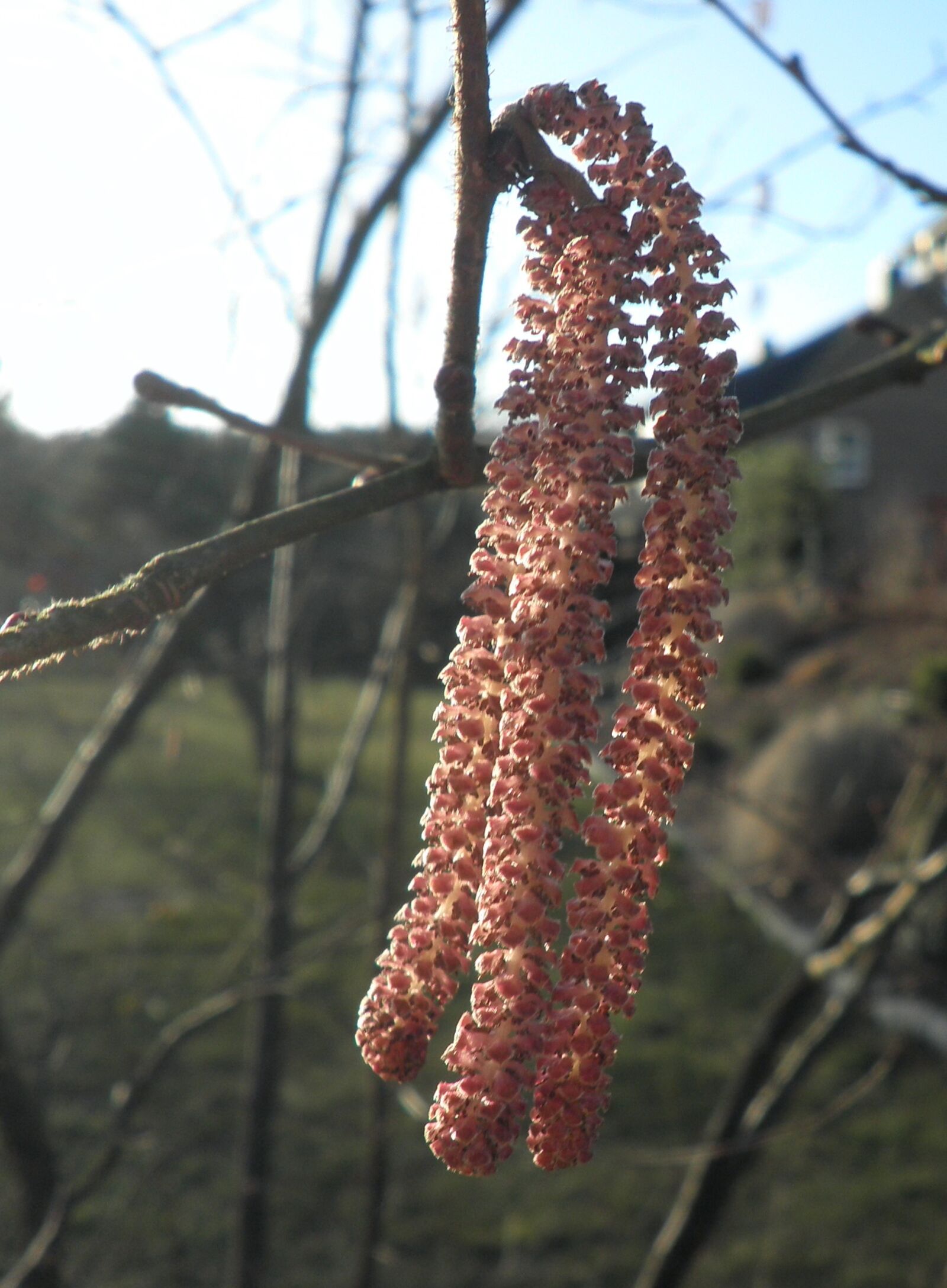 Olympus FE4010,X930 sample photo. Hazelnut, blossom, bloom photography