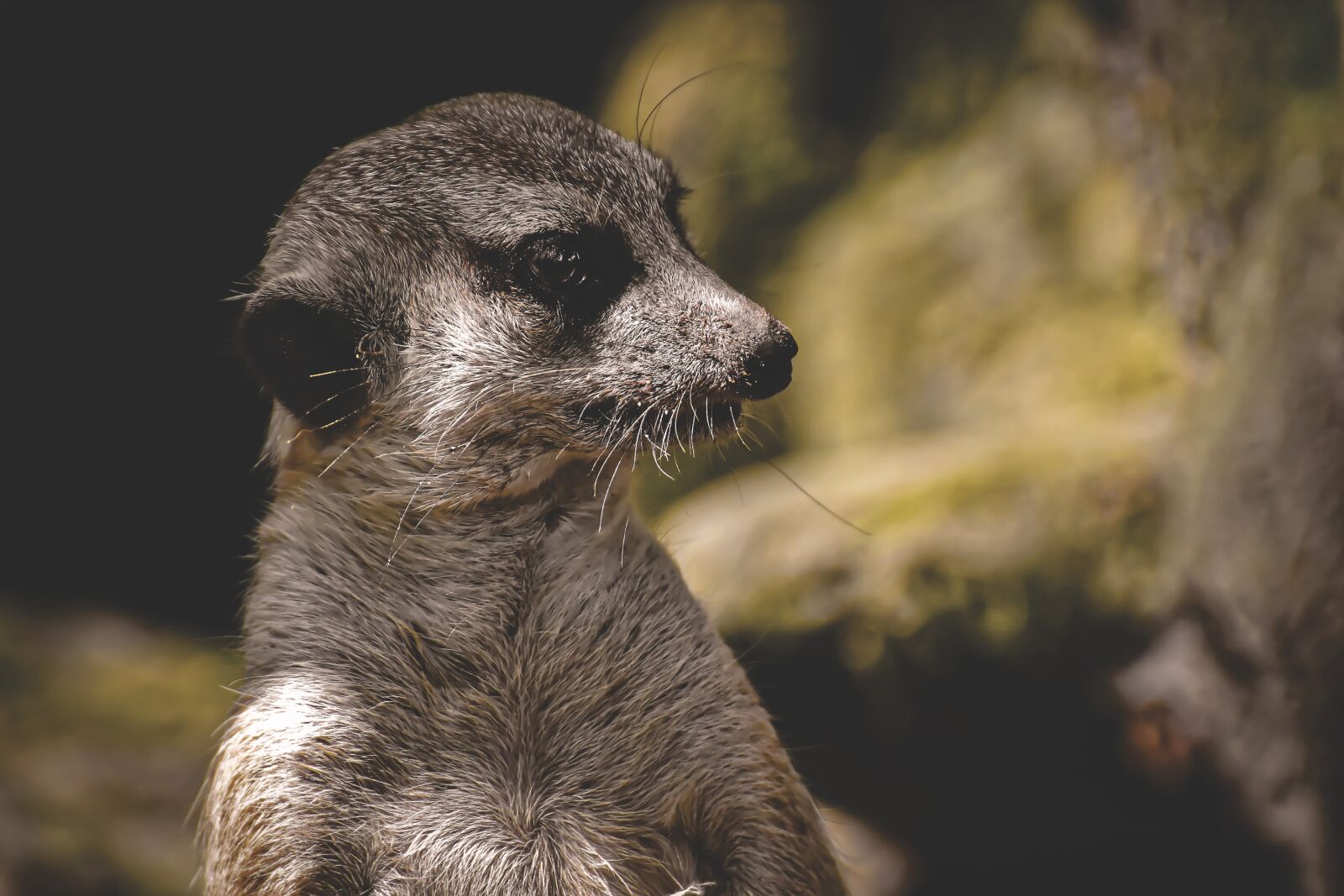 Nikon D7200 sample photo. Meerkat, animal, nature photography