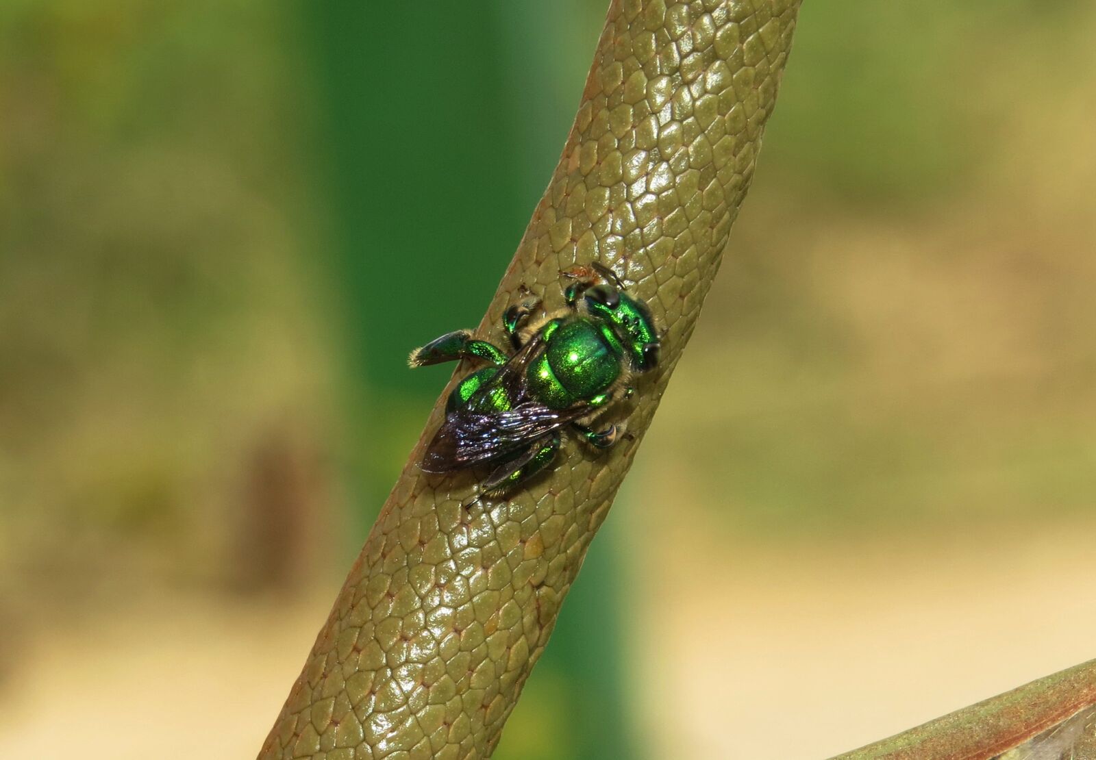 Canon PowerShot SX50 HS sample photo. Insect, nature, animalia photography