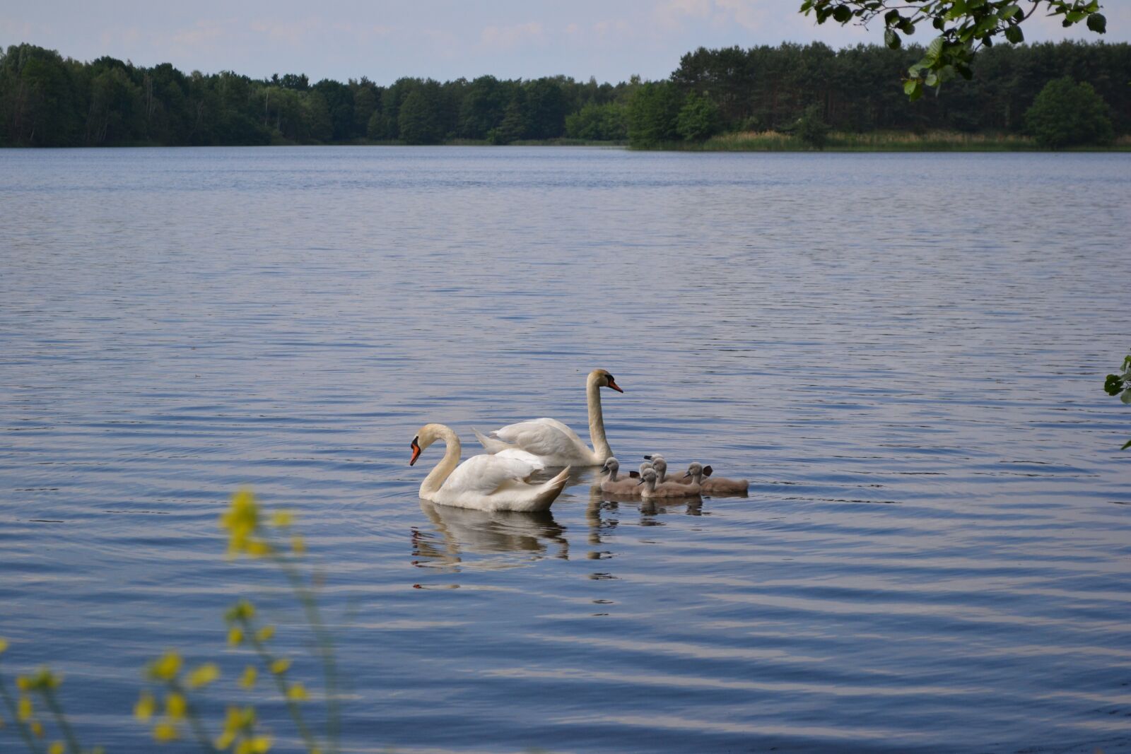 Nikon D3100 sample photo. Swan, family, pond photography
