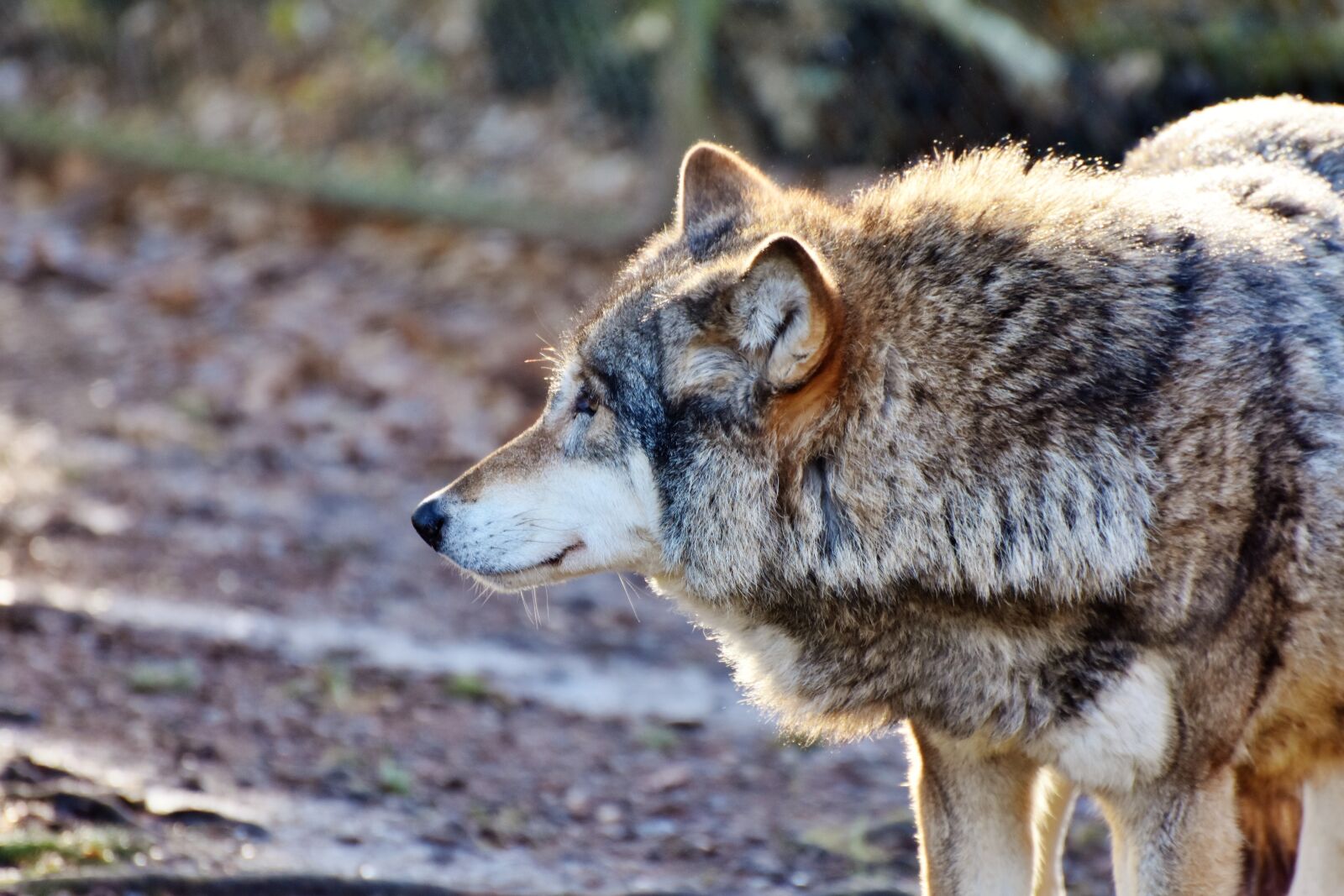 Nikon D7200 sample photo. Wolf, predator, european wolf photography
