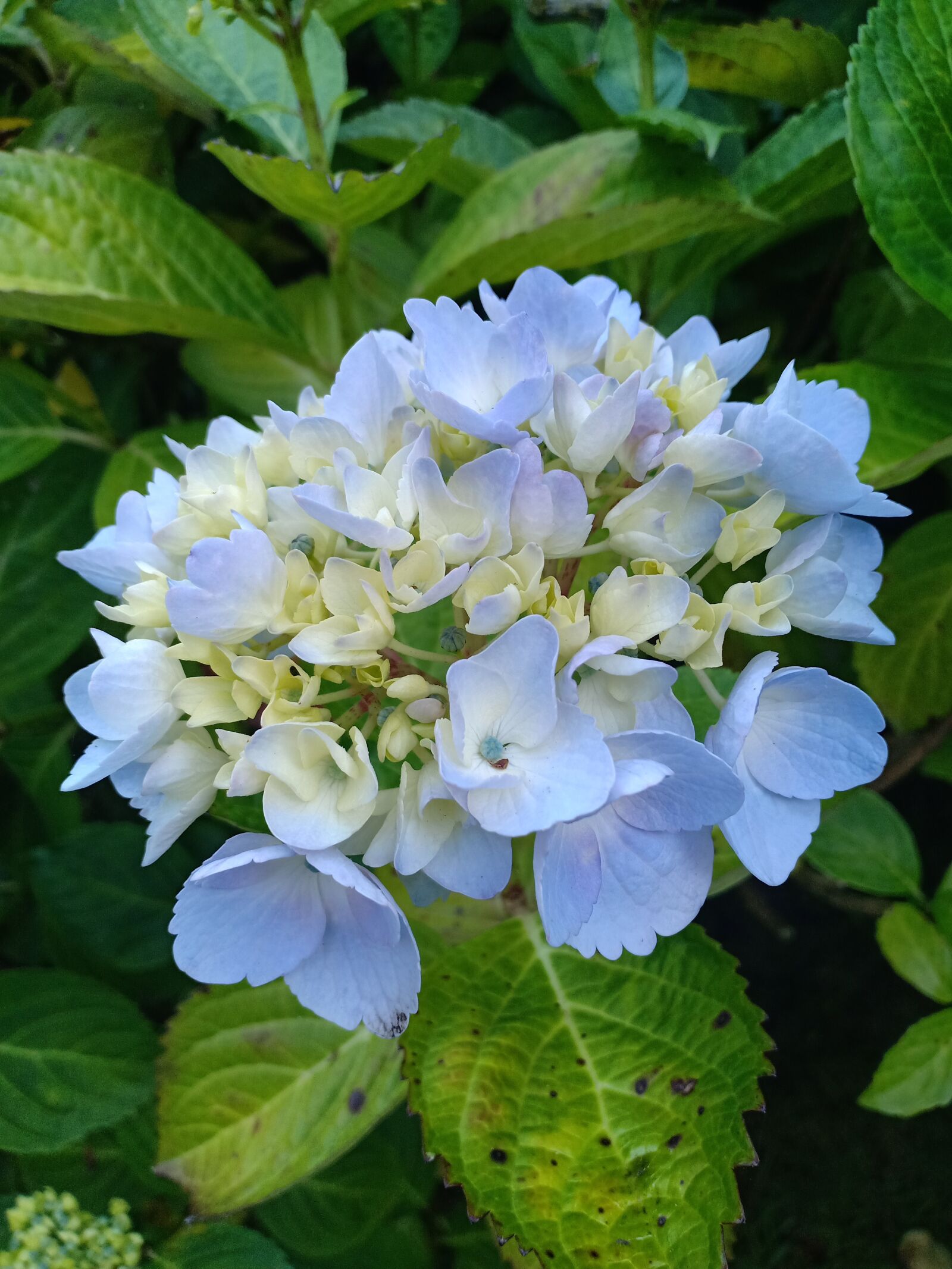 OPPO F7 sample photo. Hydrangea macrophylla, bolhortensia, light photography