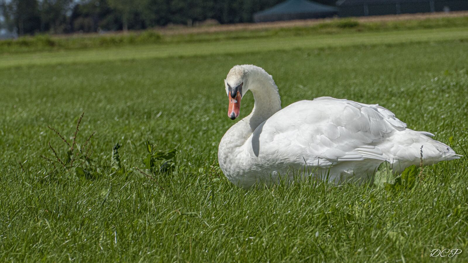 Panasonic Lumix DMC-FZ1000 sample photo. Swan, nature, waterfowl photography