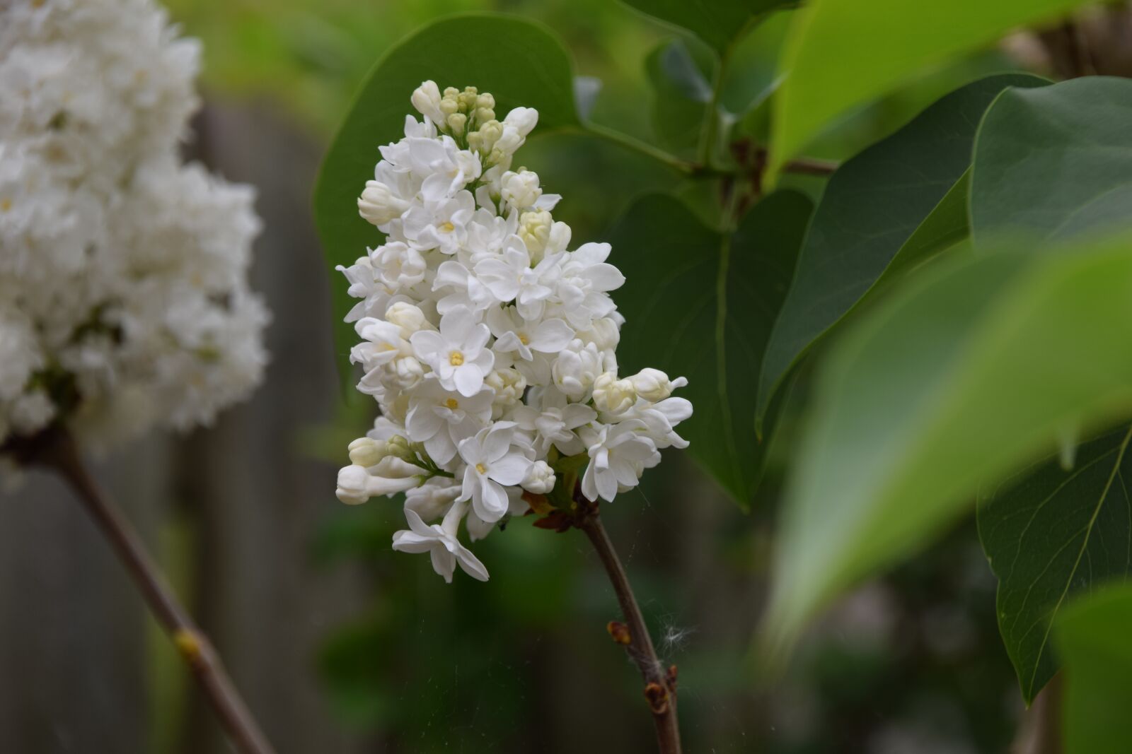Nikon D3300 sample photo. Flowers, white, green photography