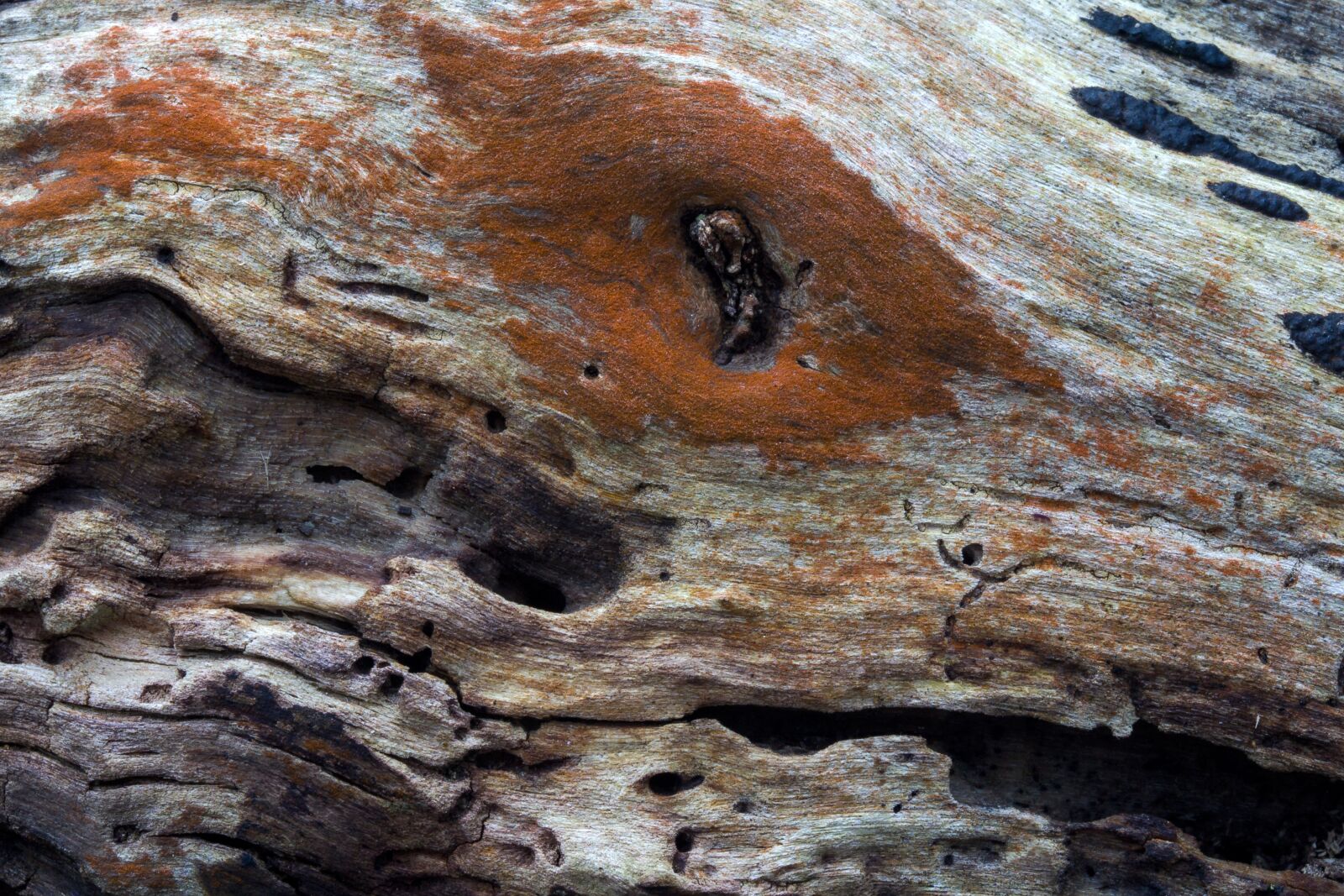 Canon EF-S 60mm F2.8 Macro USM sample photo. Wood, background, structure photography