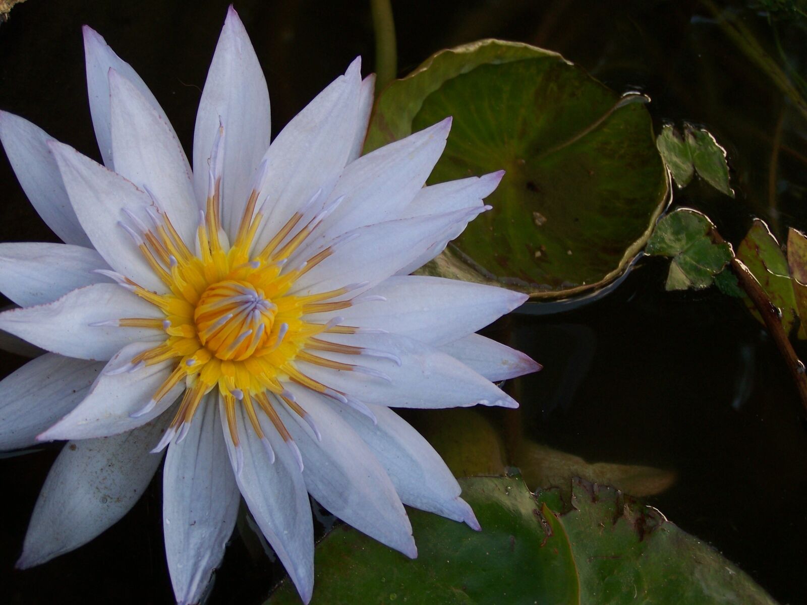 Kodak EASYSHARE ZD710 ZOOM DIGITAL CAMERA sample photo. Lily, waterlily, flower photography