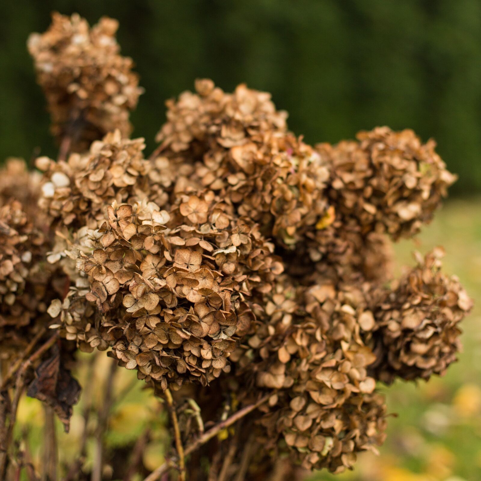 Canon EOS 6D + Canon EF 50mm F1.4 USM sample photo. Autumn, nature, flowers photography