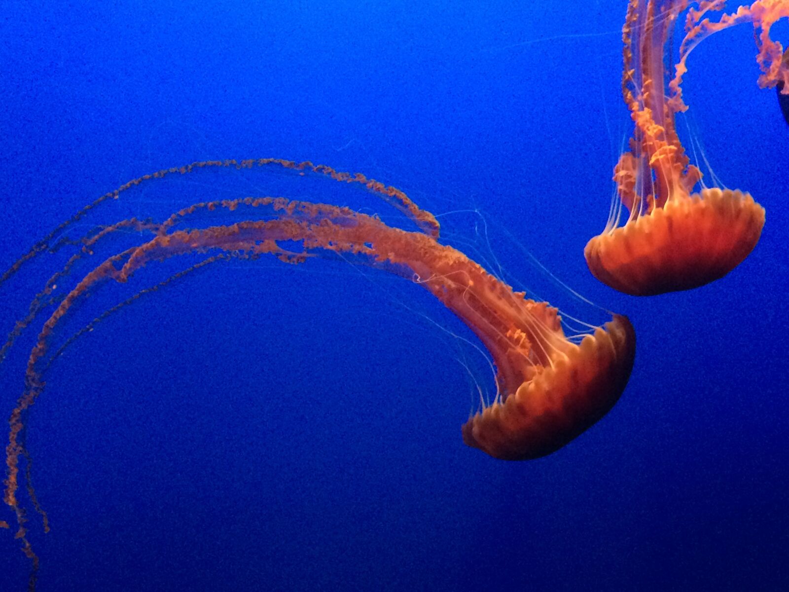 iPhone 5s back camera 4.12mm f/2.2 sample photo. Jellyfish, jelly, fish photography