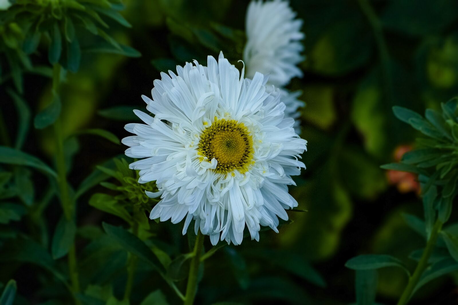 Samsung GX-20 sample photo. Aster, white, flower photography