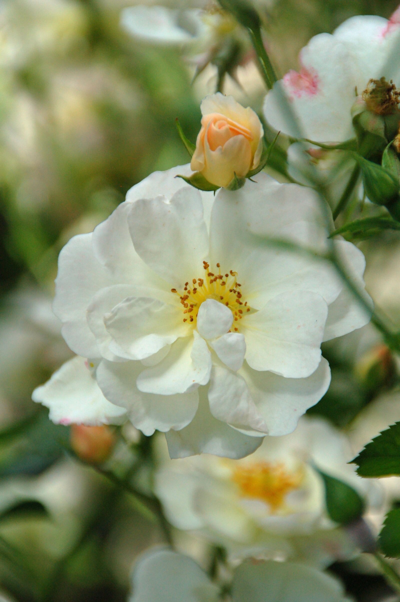Nikon D50 sample photo. Rose, white, button photography