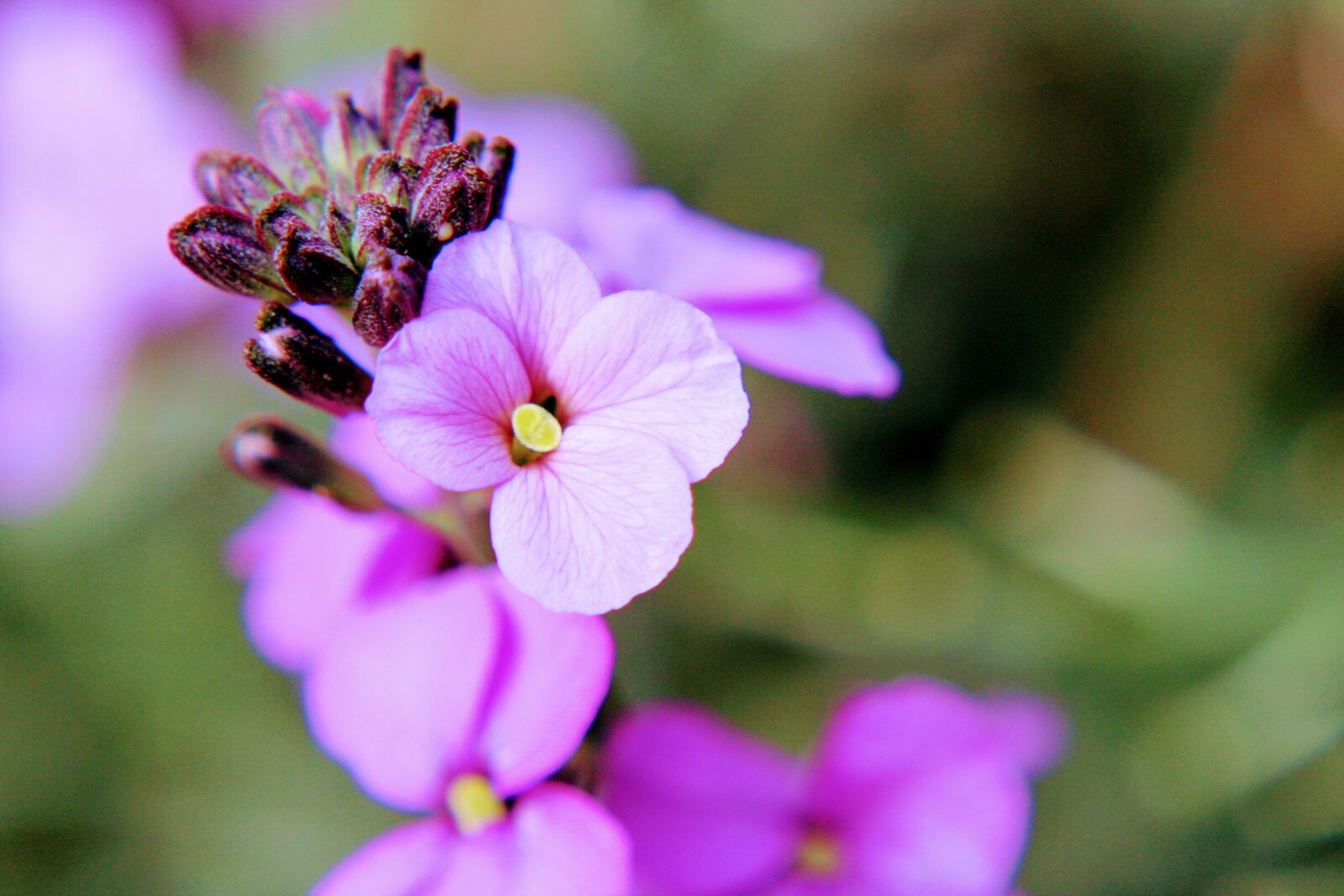 Canon EOS 2000D (EOS Rebel T7 / EOS Kiss X90 / EOS 1500D) sample photo. Flower, wallflower, plant photography