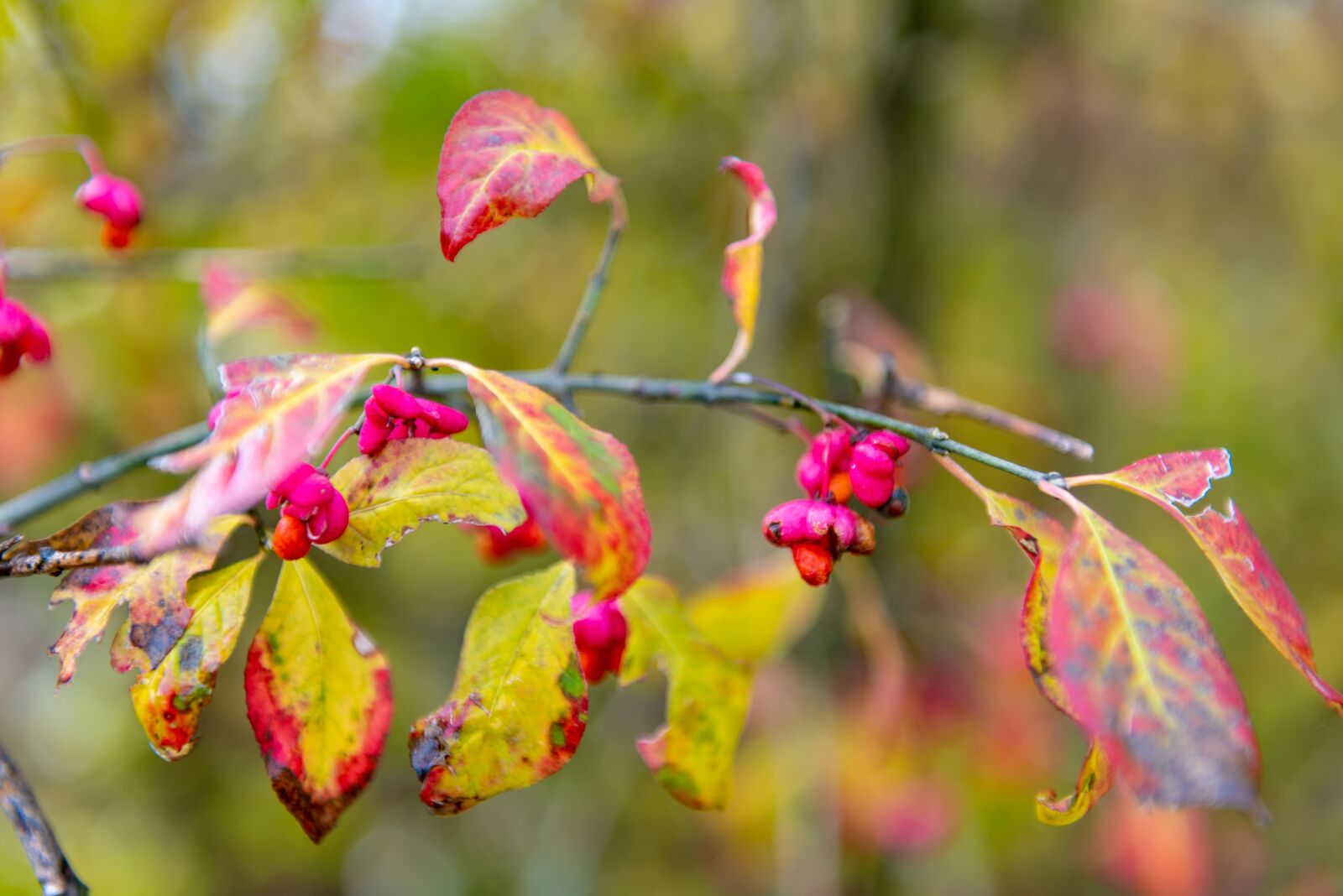 Nikon D810 sample photo. Autumn, branch, leaves photography
