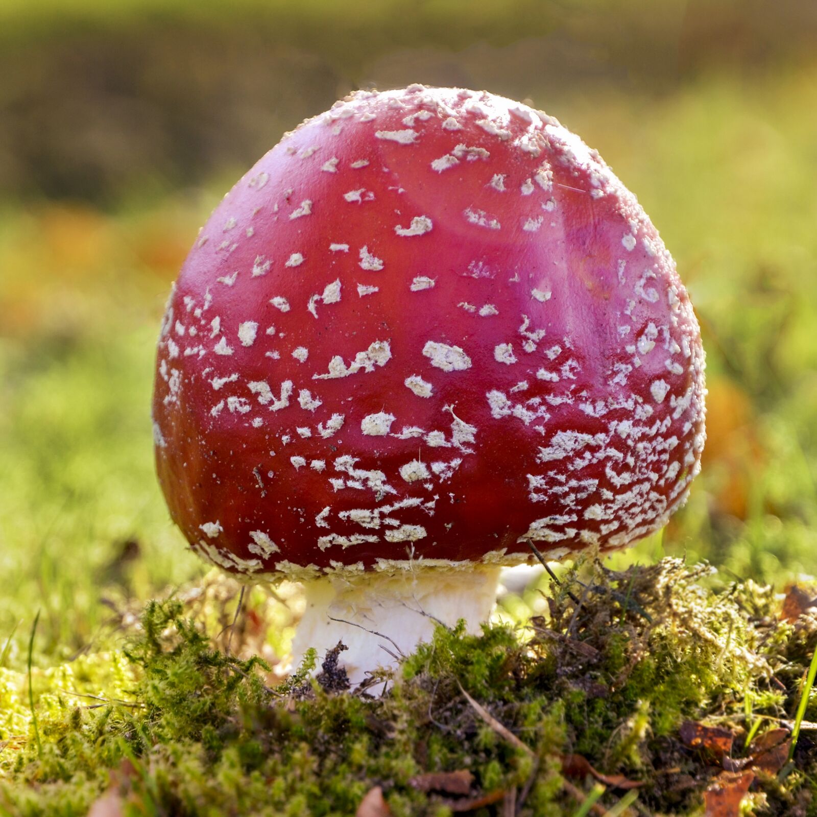 Nikon D7000 sample photo. Fly agaric, mushroom, spore photography