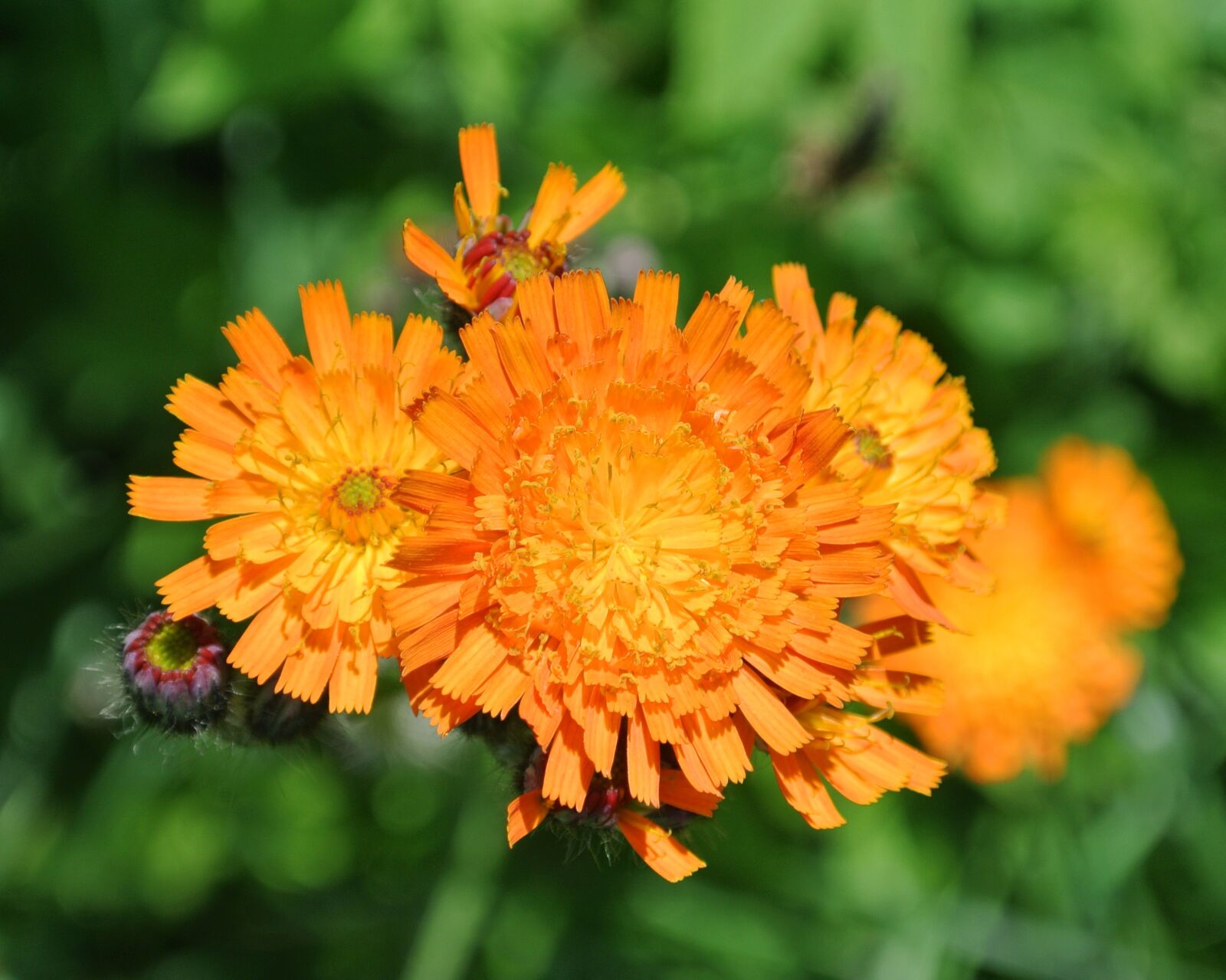 Nikon 1 Nikkor VR 10-30mm F3.5-5.6 sample photo. Hawkweed, meadow, composites photography