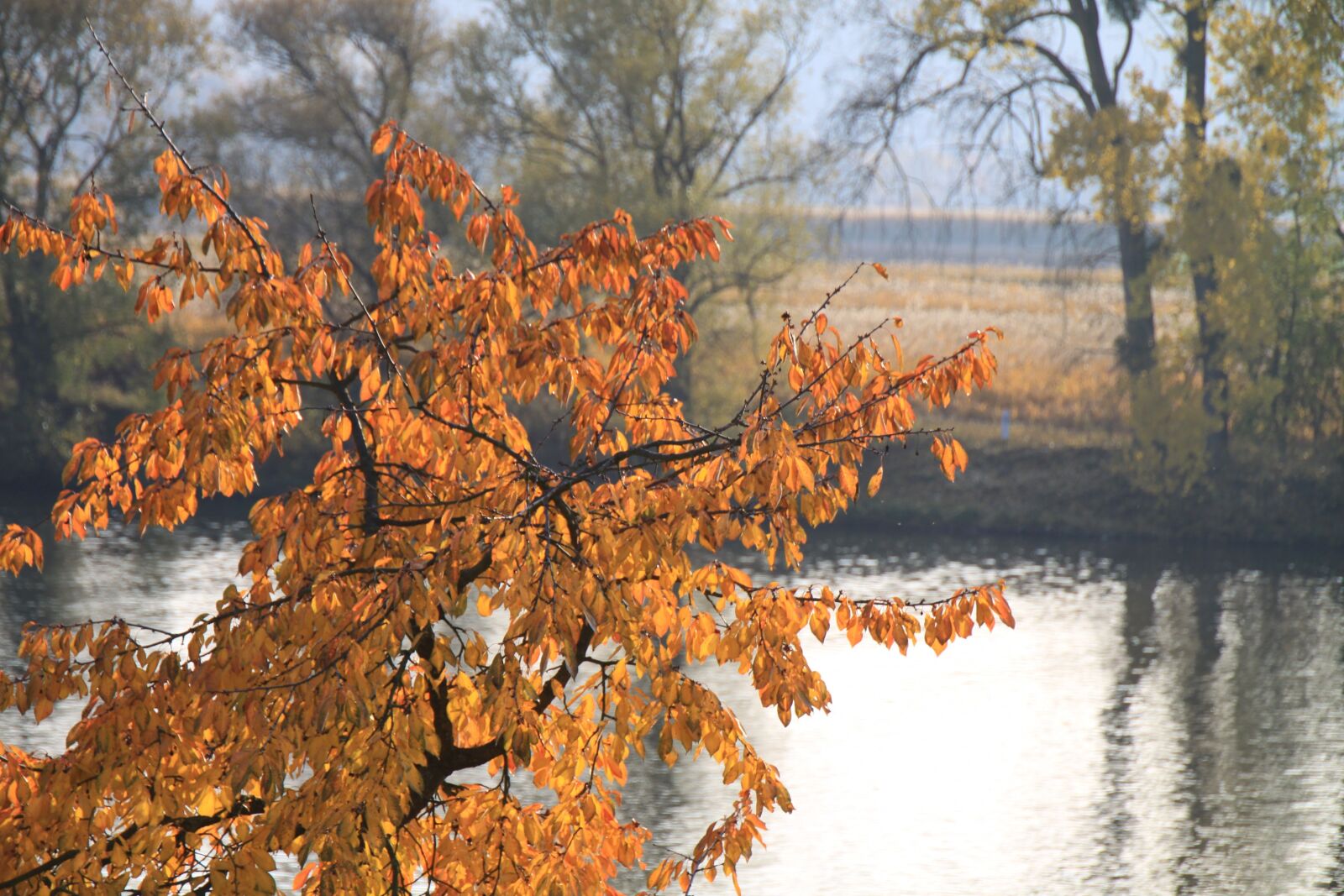 Canon EOS 50D sample photo. Autumn, cherry tree, leaves photography