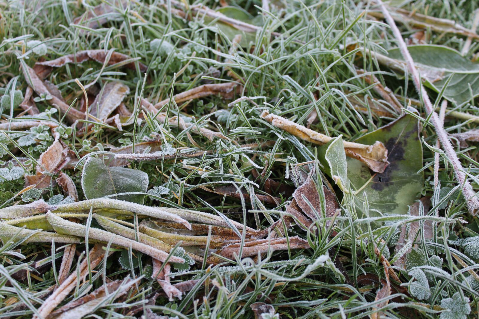 Canon EOS 1200D (EOS Rebel T5 / EOS Kiss X70 / EOS Hi) sample photo. Ground frost, frost, november photography