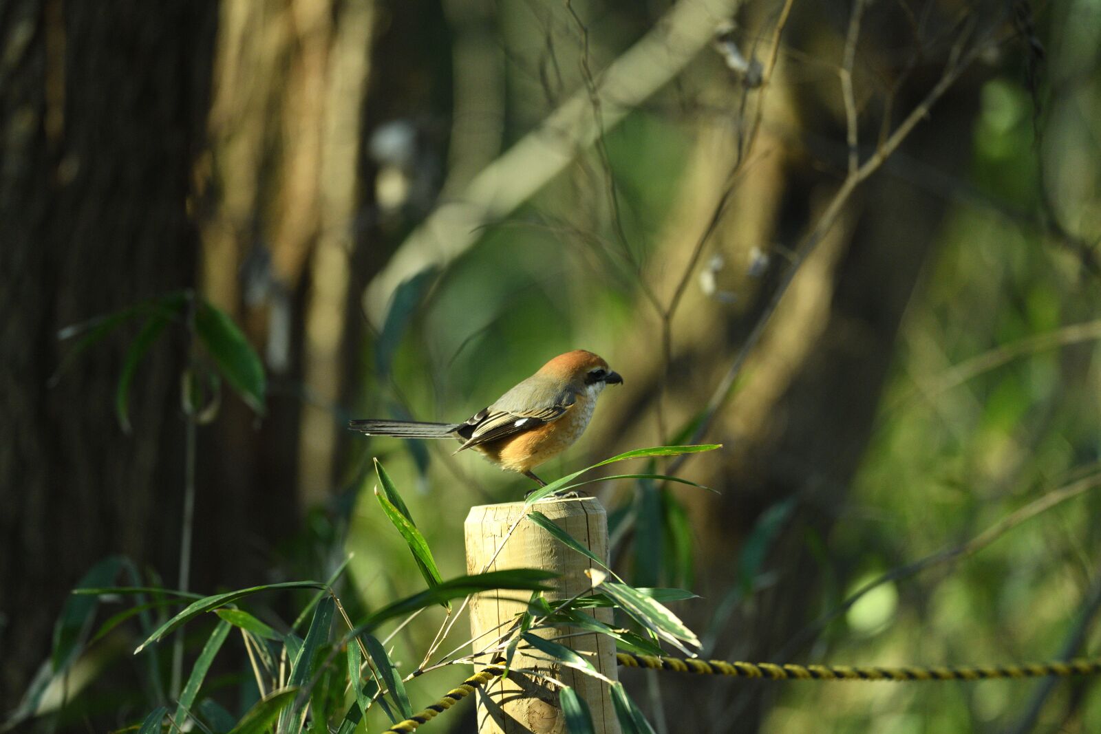 Nikon D850 sample photo. Bird, small bird, nature photography