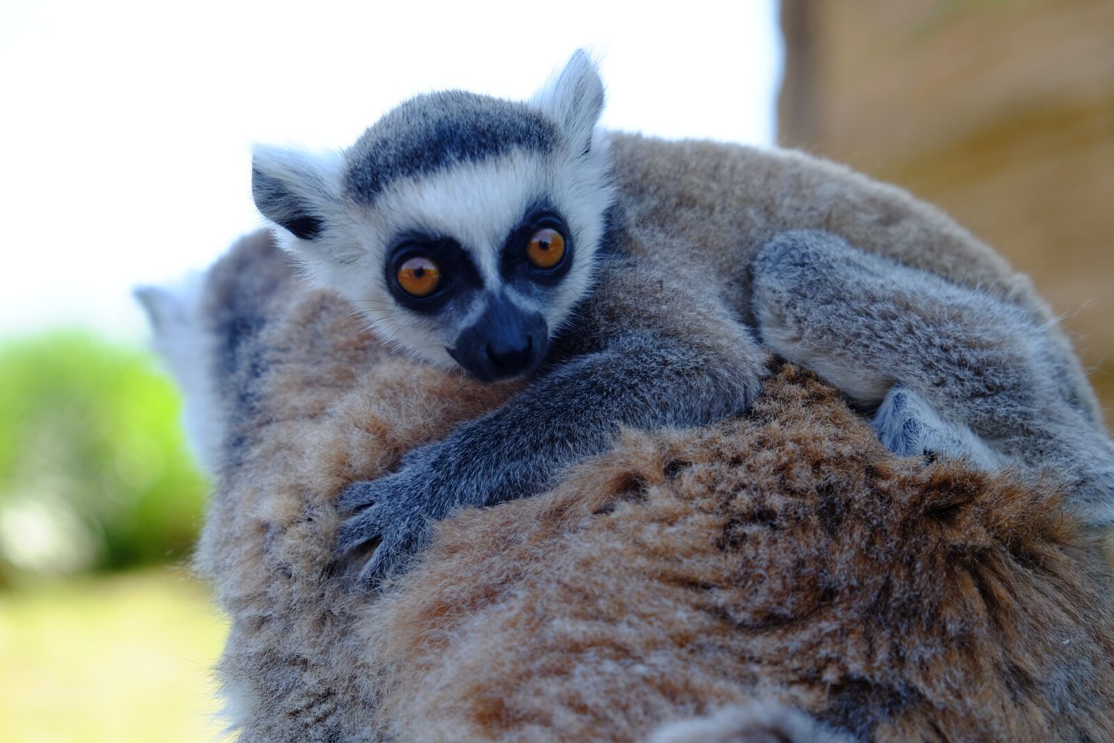 Fujifilm X-T10 sample photo. Mammalia, cute, nature photography