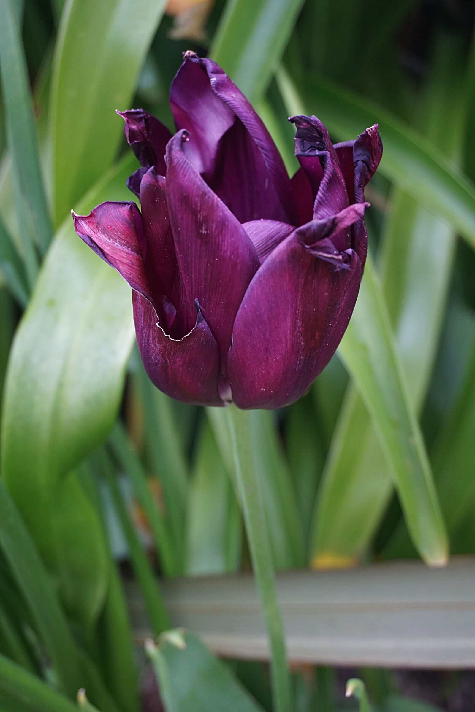 Sony a6000 + Sony E 18-50mm F4-5.6 sample photo. Botanique, couleurs, fleur, floraison photography