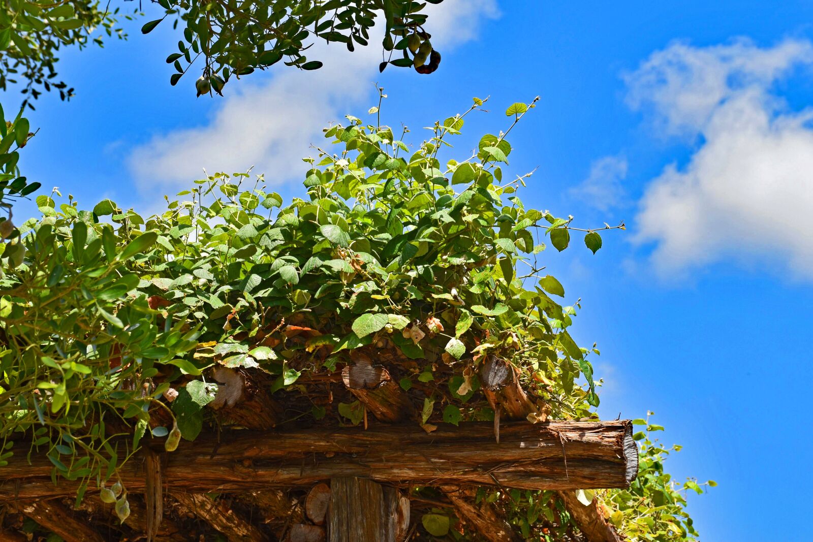 Nikon D5500 sample photo. Pergola, vine, sky photography