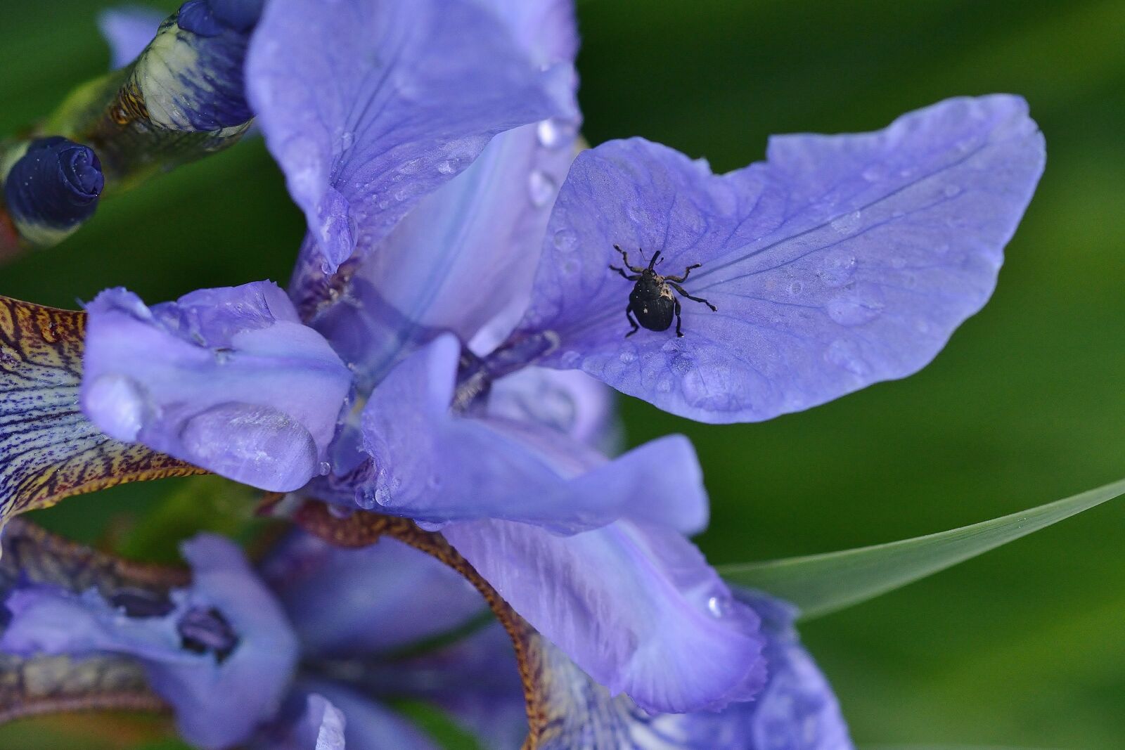 Nikon D5200 sample photo. Flower, iris, blossom photography