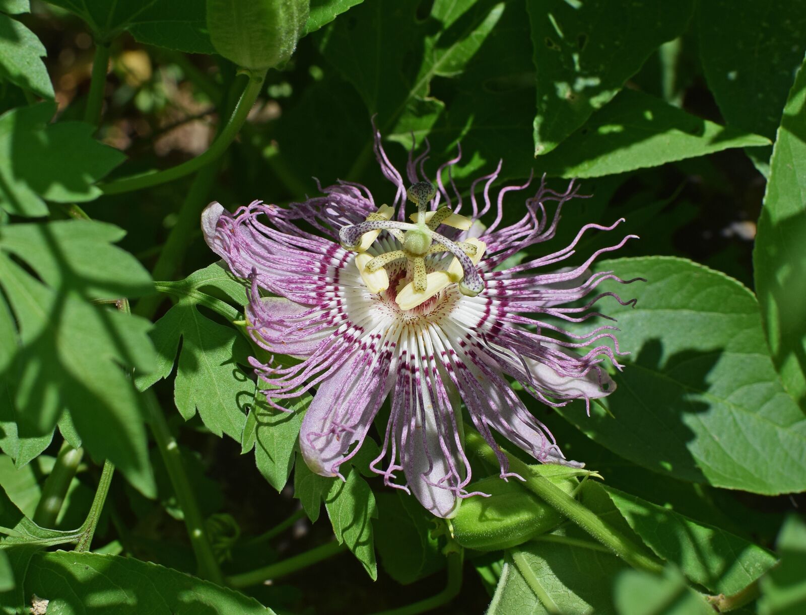 Nikon D3300 sample photo. Passion flower with bud photography