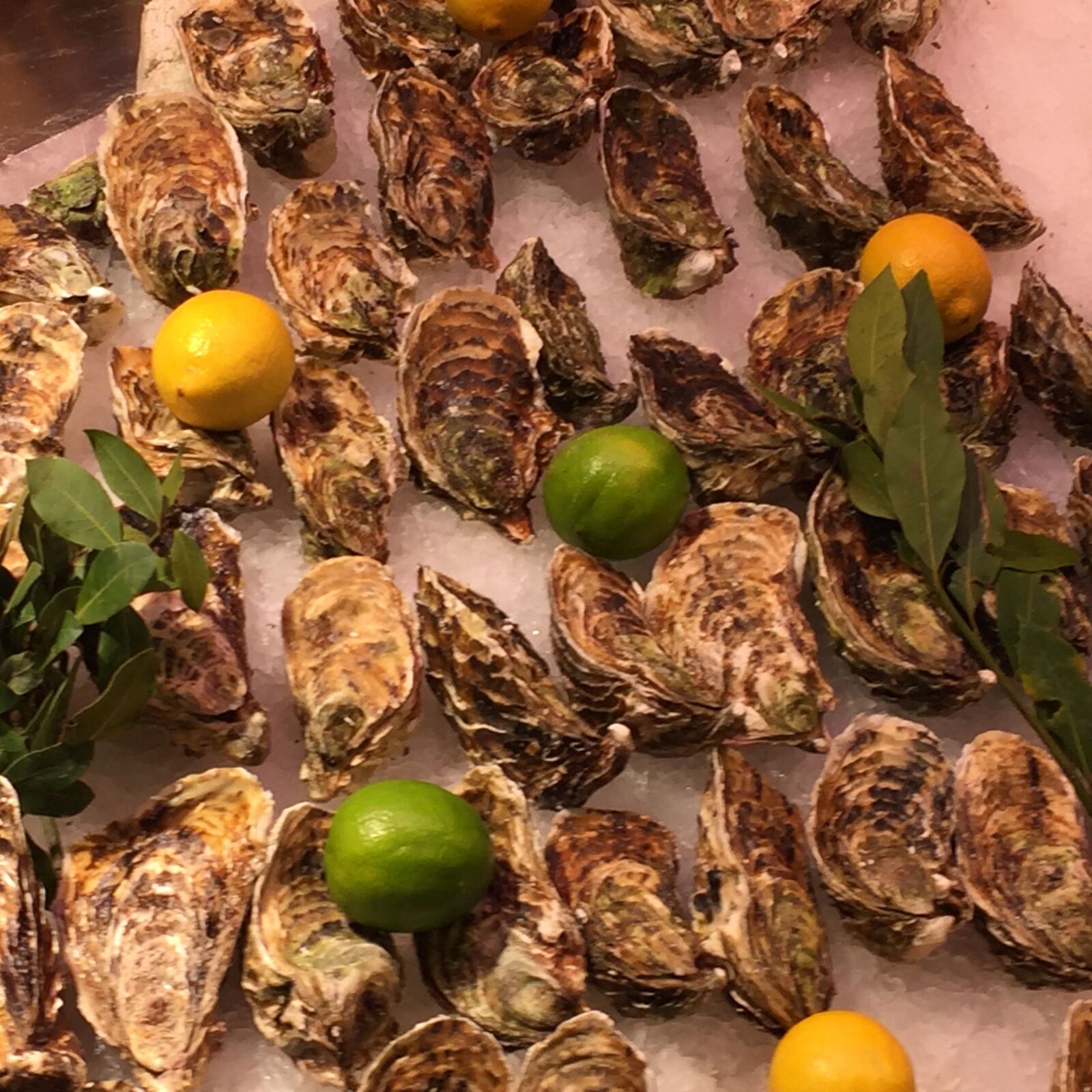iPhone 6 back camera 4.15mm f/2.2 sample photo. Oysters photography