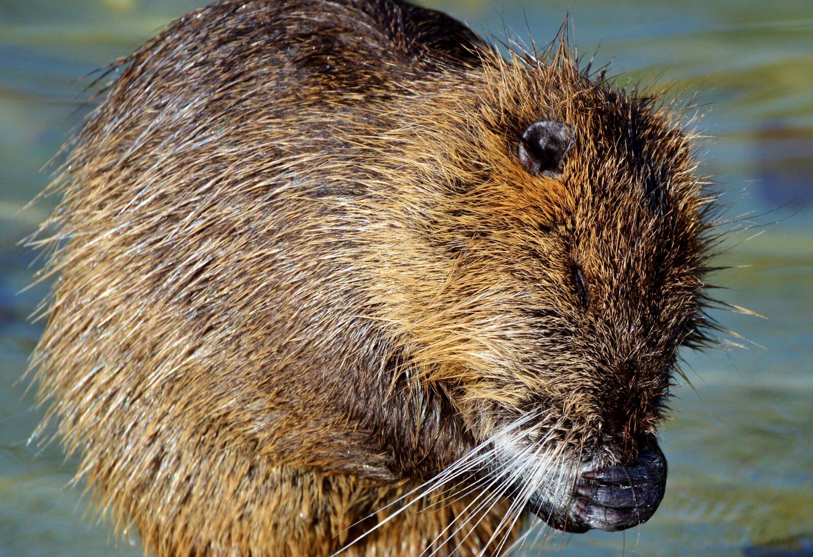 Nikon D3200 sample photo. Nutria, rodent, water rat photography