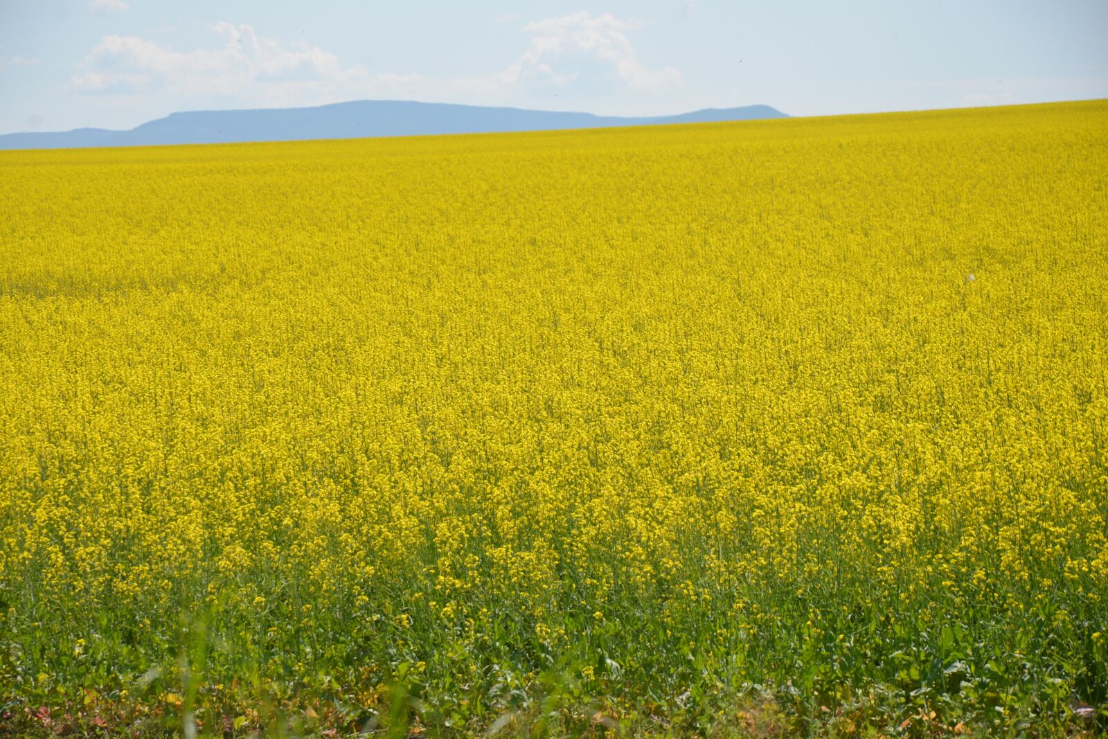 Nikon D600 sample photo. Field, agriculture, landscape photography