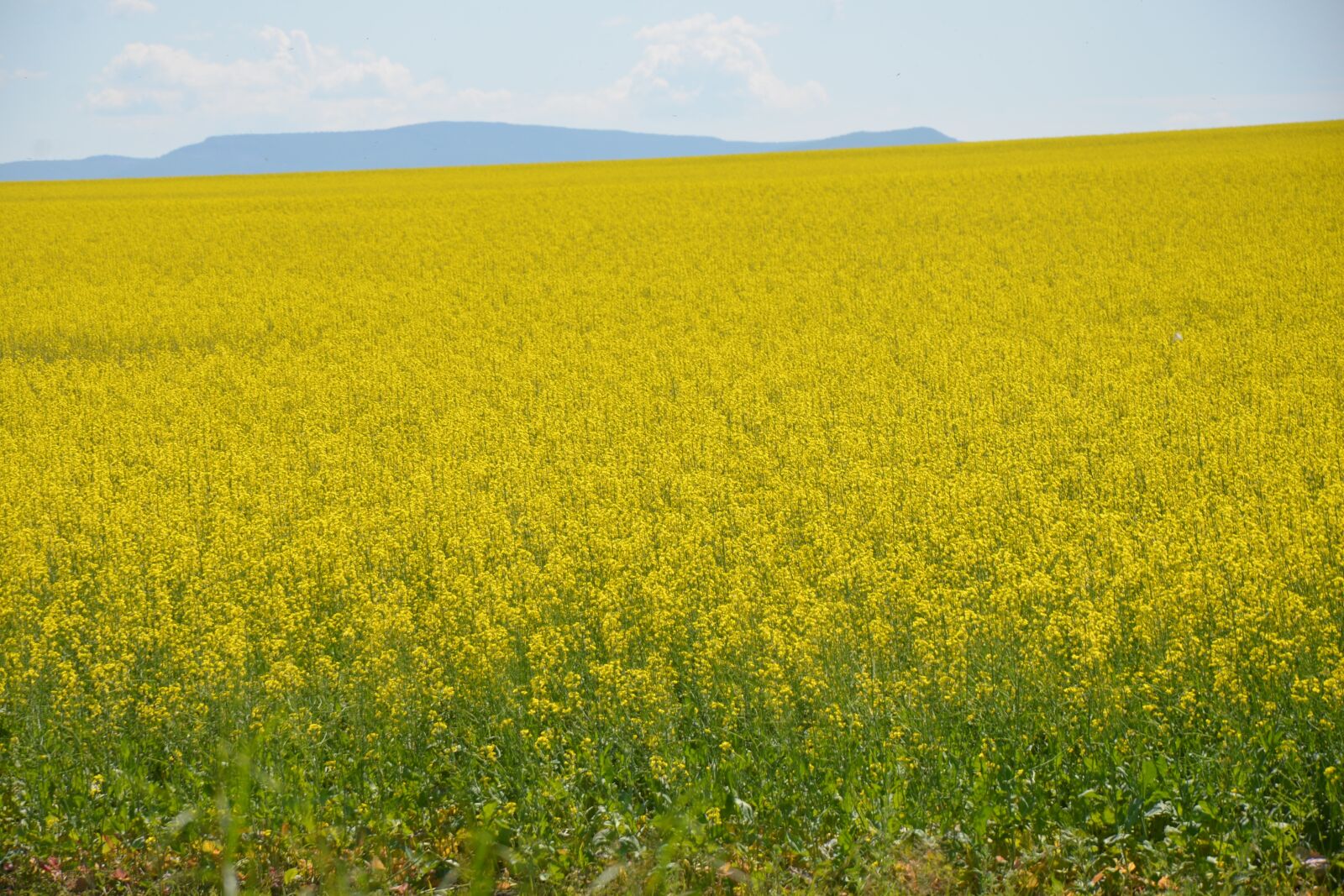 Nikon D600 sample photo. Field, agriculture, landscape photography