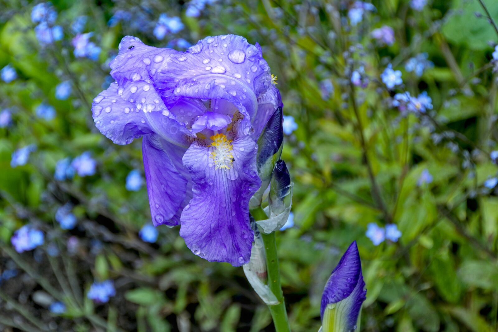 1 NIKKOR VR 10-100mm f/4-5.6 sample photo. Iris, raindrop, nature photography